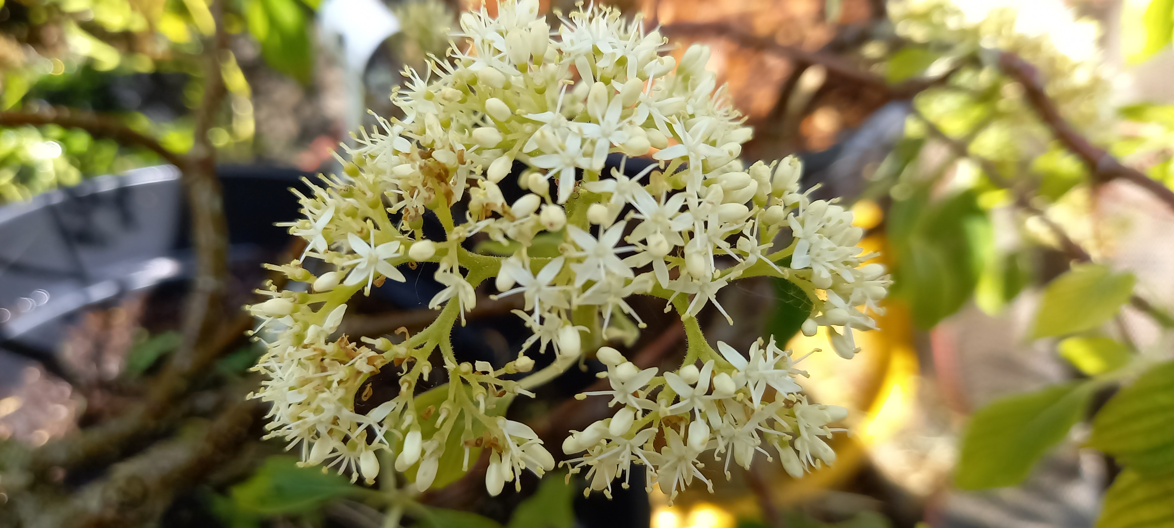 Cornus (bot.) pumila