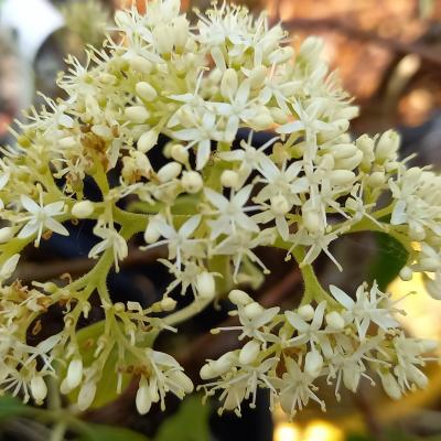 Cornus (bot.) pumila