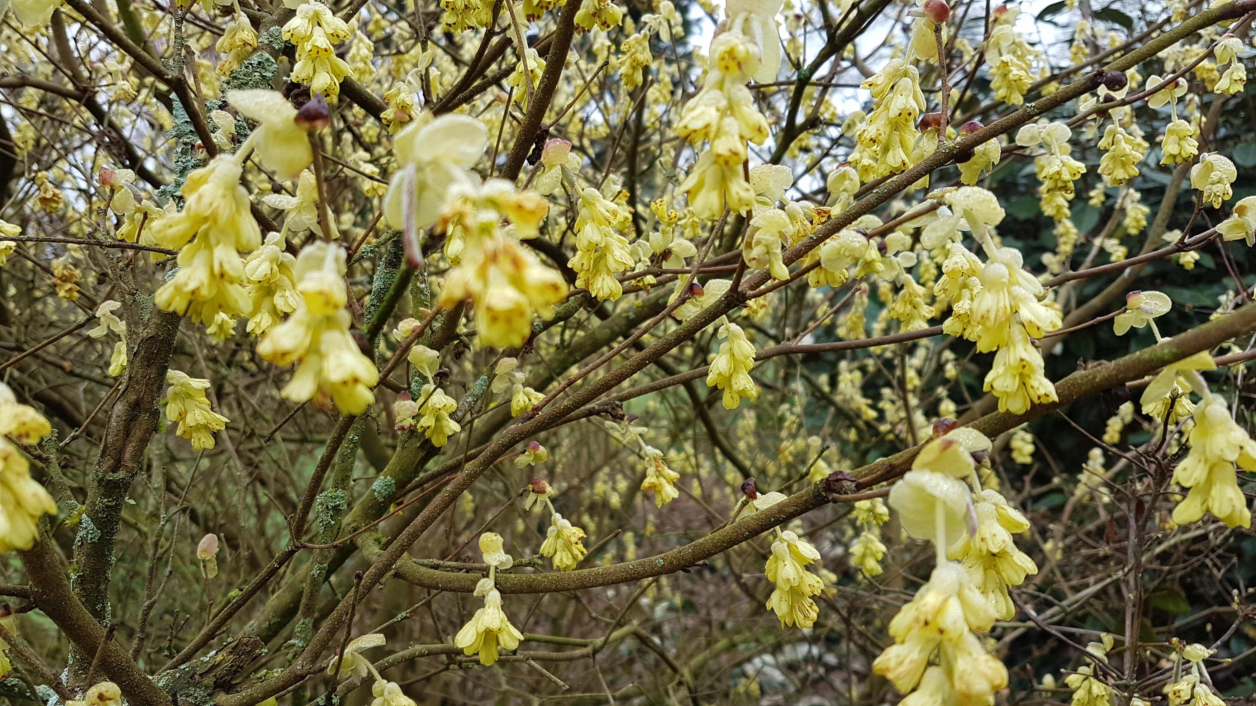 Corylopsis pauciflora