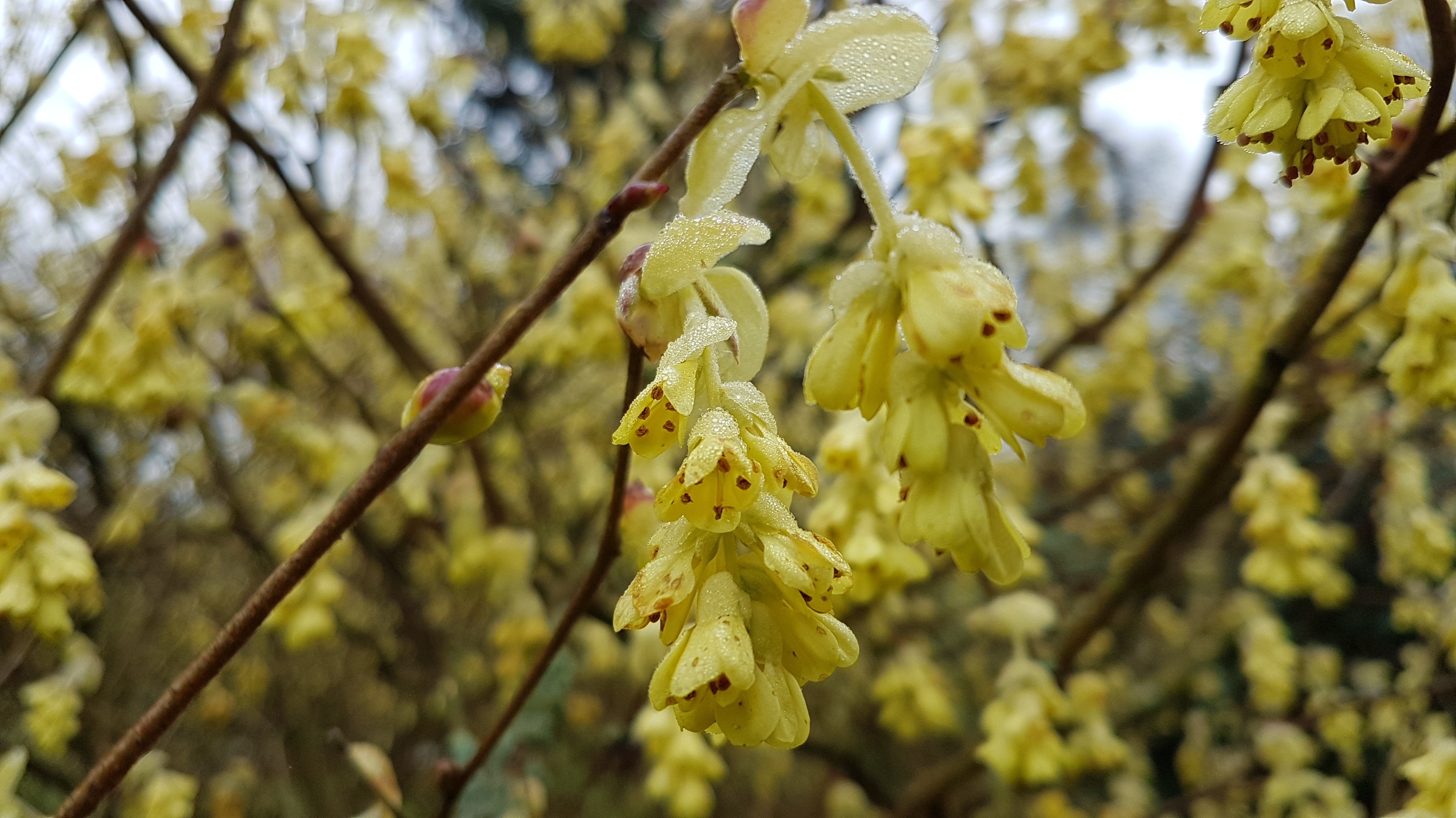 Corylopsis pauciflora