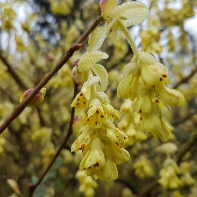 Corylopsis pauciflora