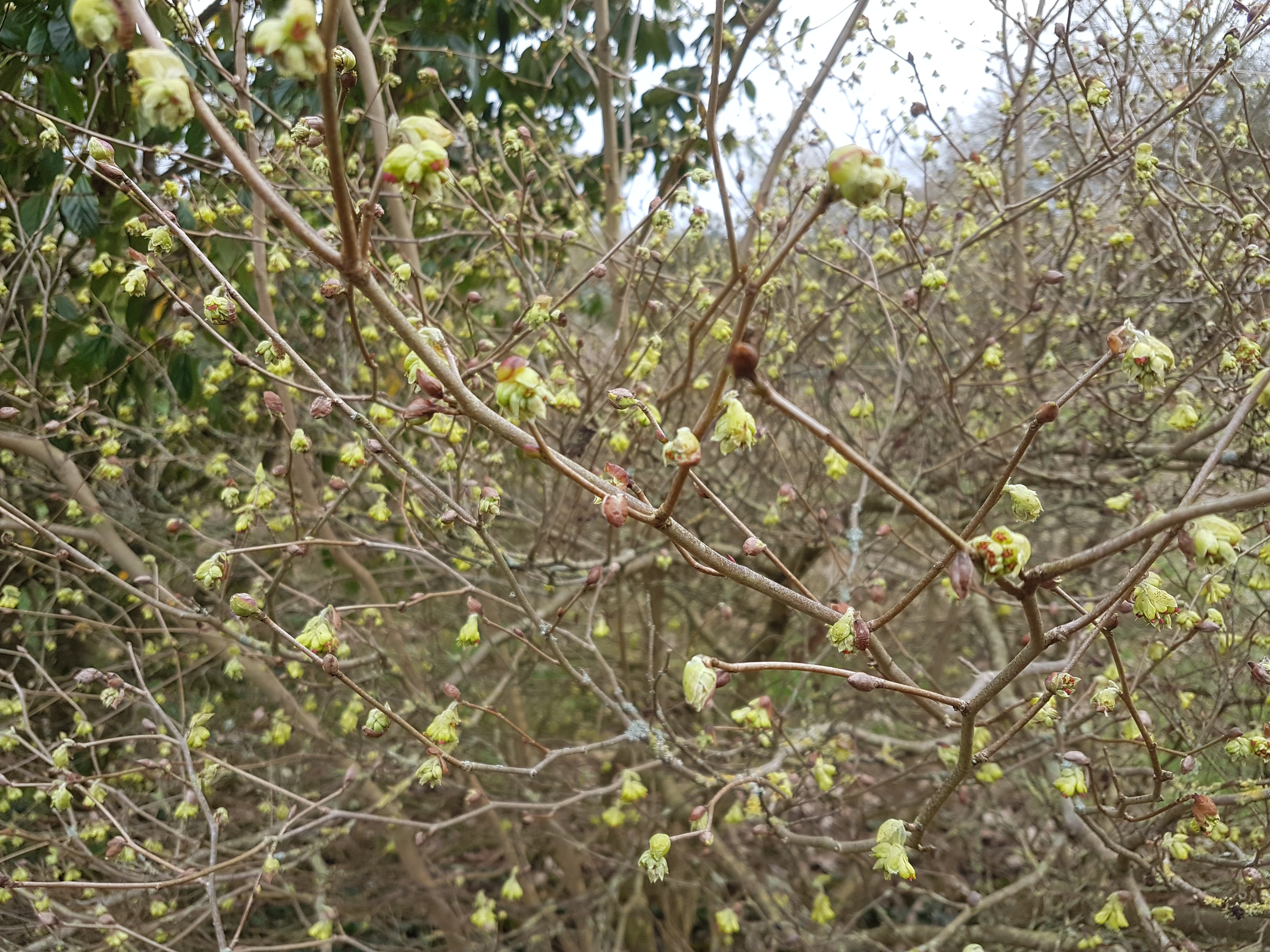 Corylopsis spicata