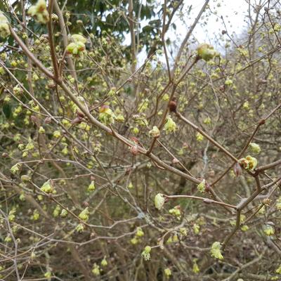 Corylopsis spicata