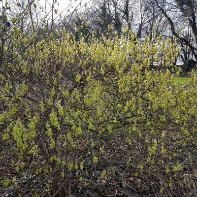 Corylopsis wilmottiae 'Spring Purple'