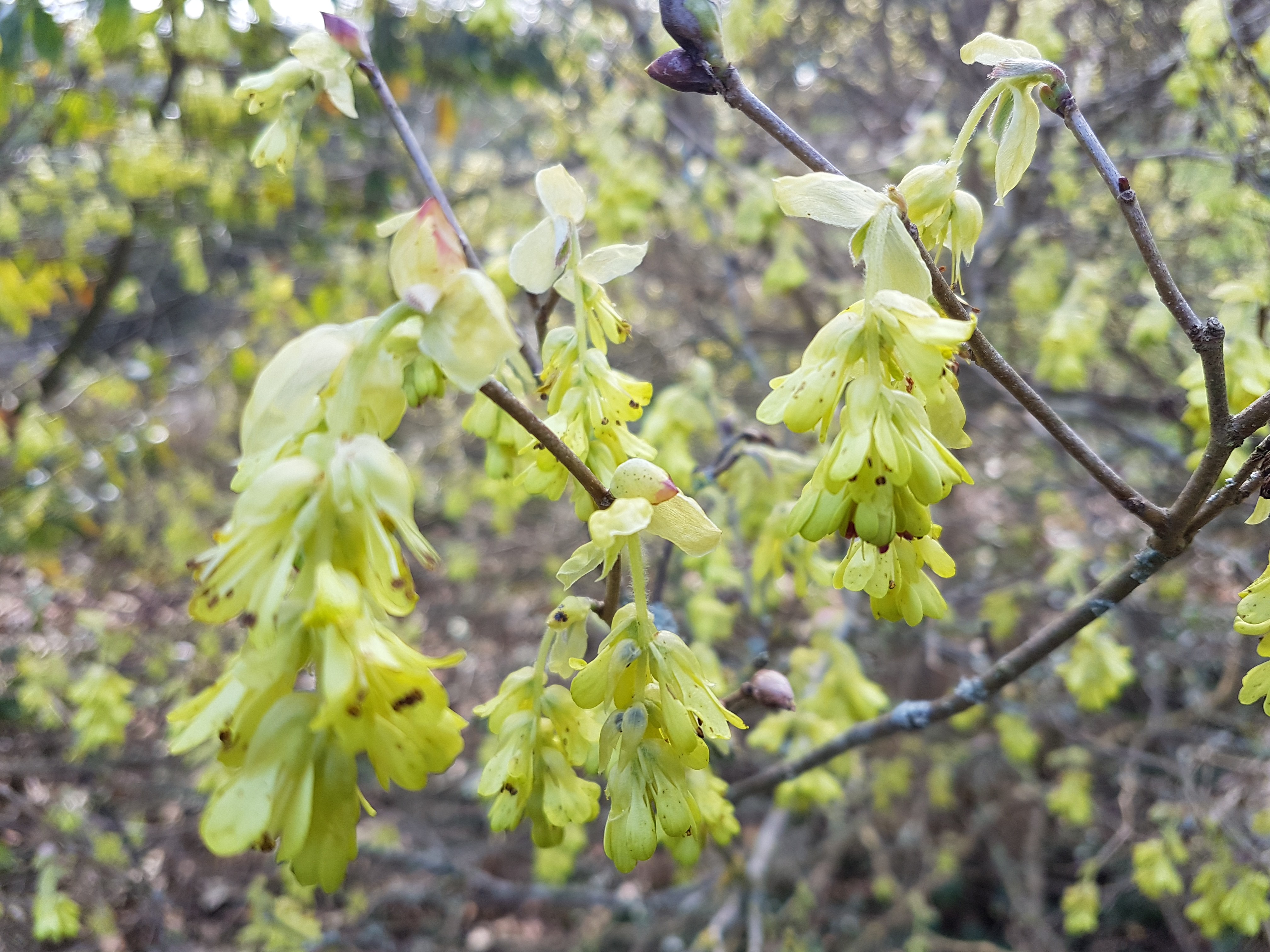 Corylopsis wilmottiae 'Spring Purple'