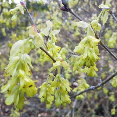 Corylopsis wilmottiae 'Spring Purple'