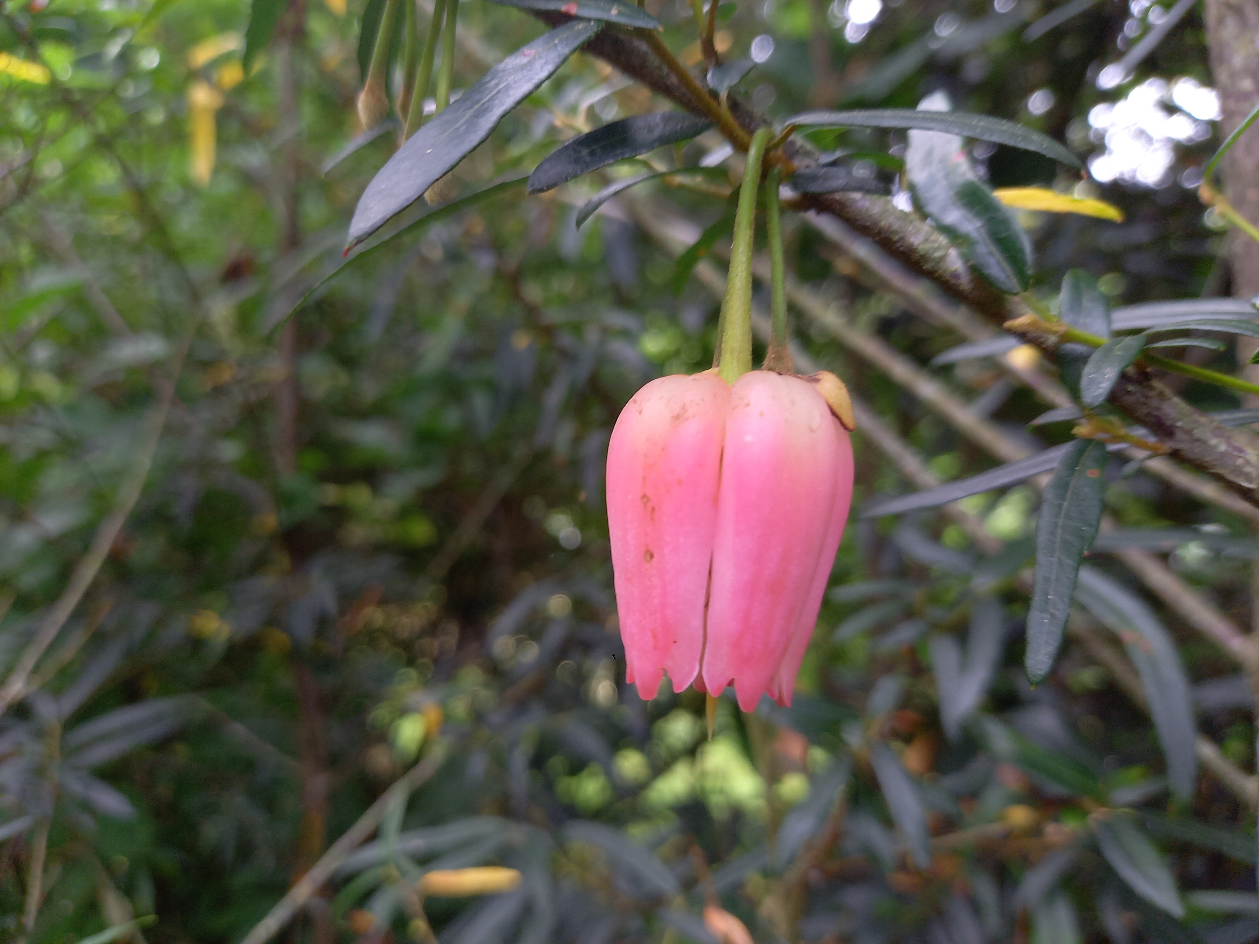 Crinodendron hookerianum 'Adrian Hoffman'