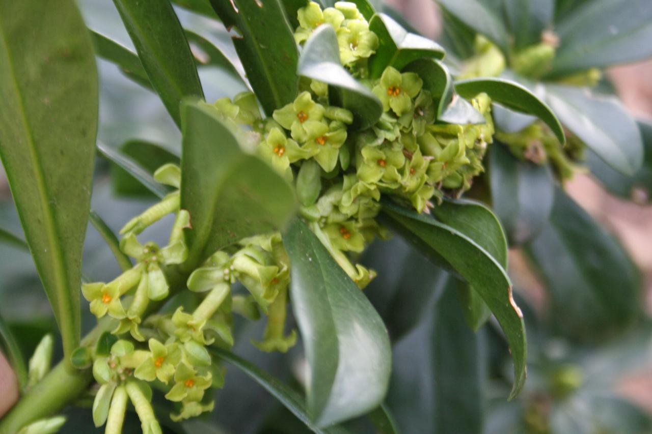 Daphne laureola ssp. philippi-4-