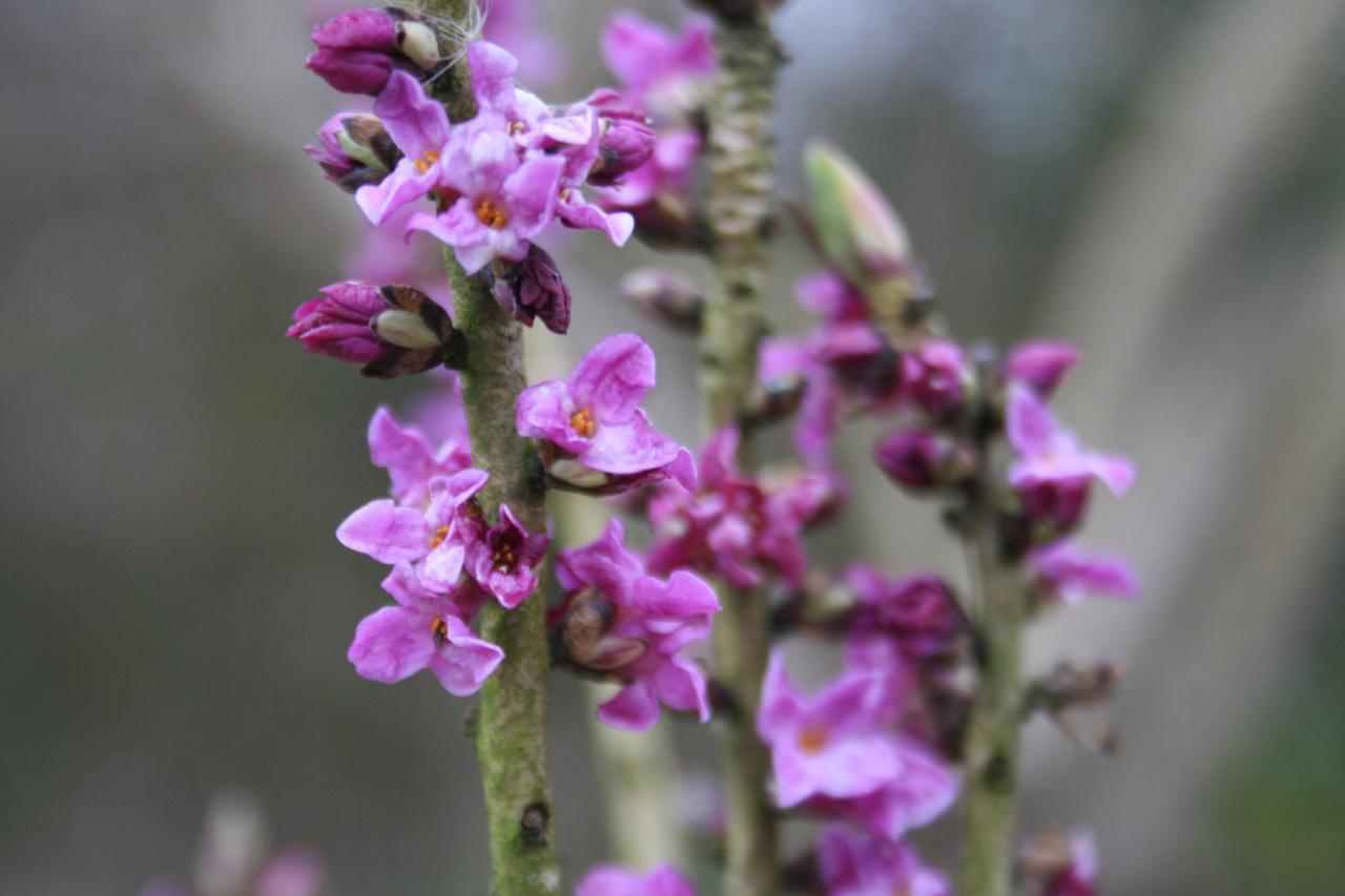 Daphne mezereum 'Rubra'-2-