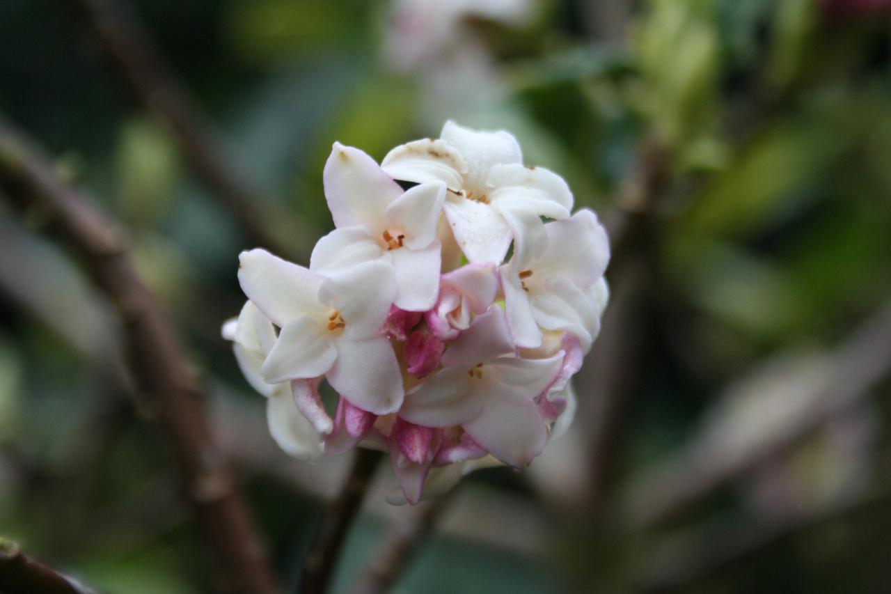 Daphne odora 'Aureomarginata'-3-