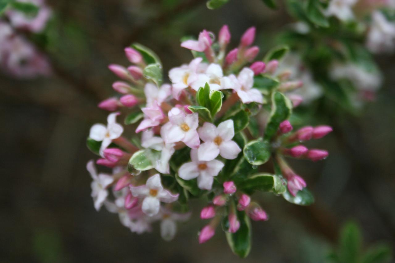 Daphne x burkwoodii 'Carol Mackie'