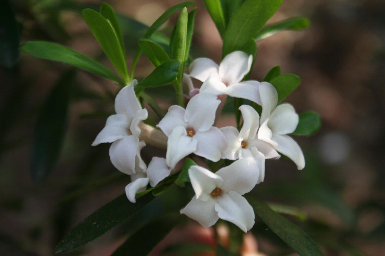 Daphne x transatlantica ETERNAL FRAGRANCE® 'Blafra'