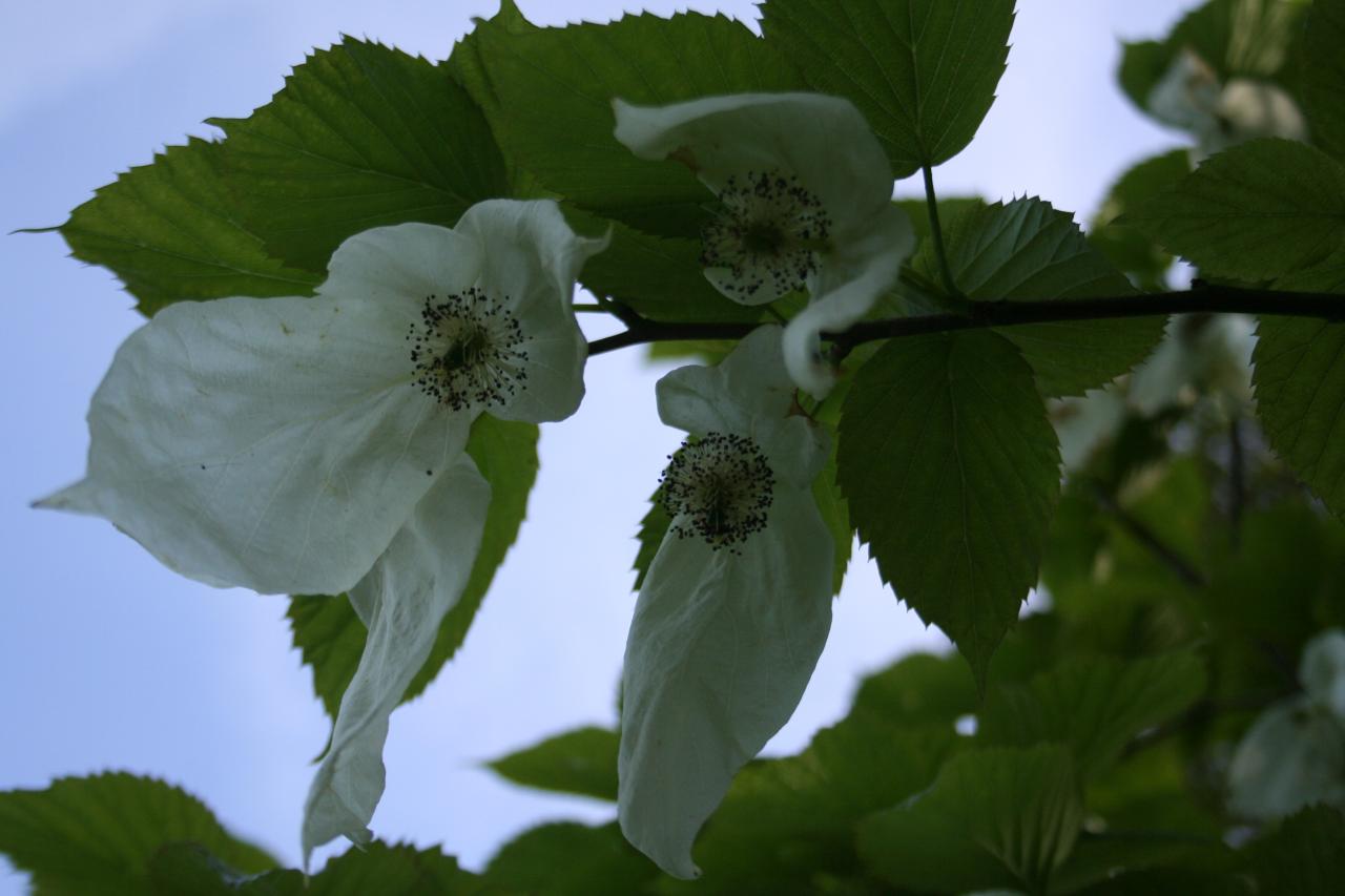 Davidia involucrata