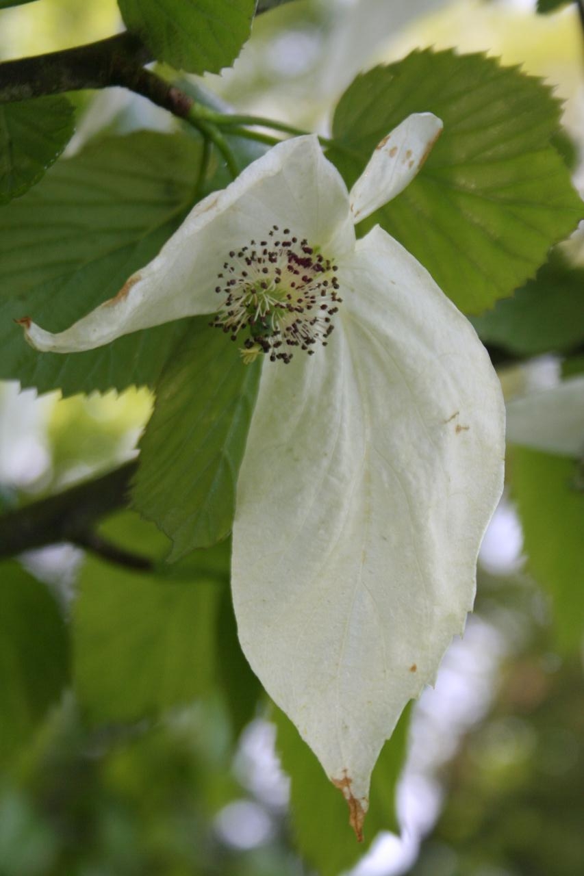 Davidia involucrata