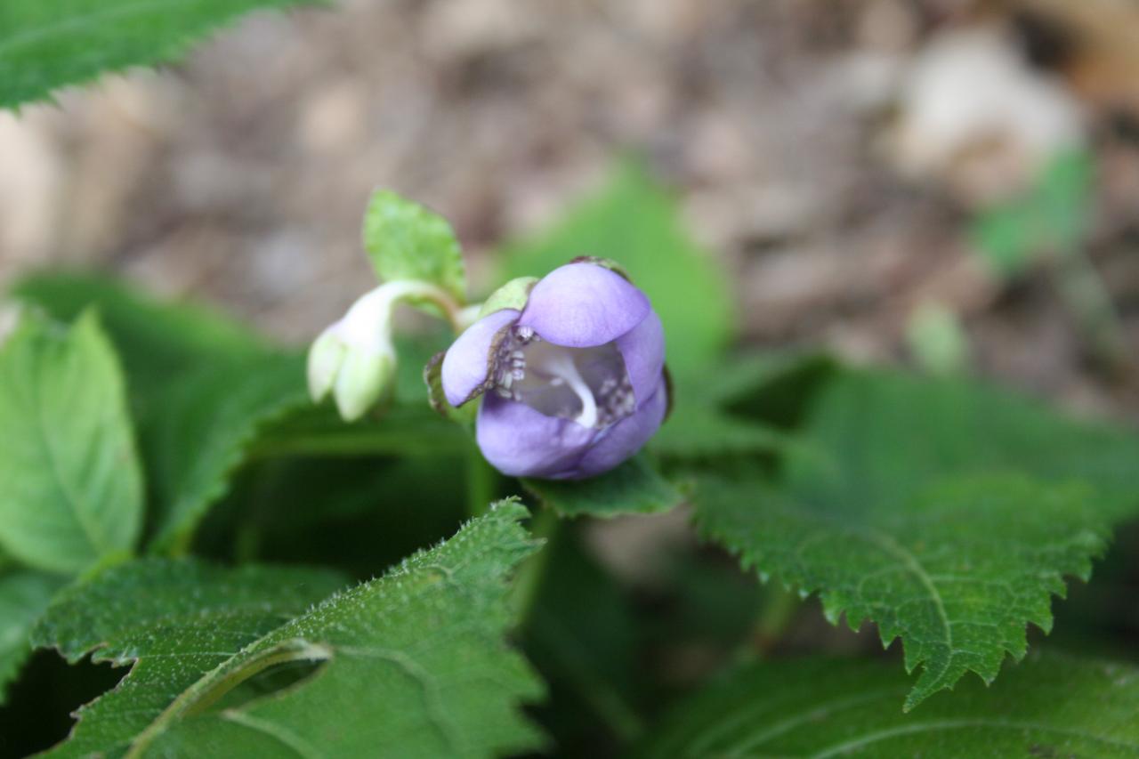 Deinanthe caerulea 'Blue Wonder'