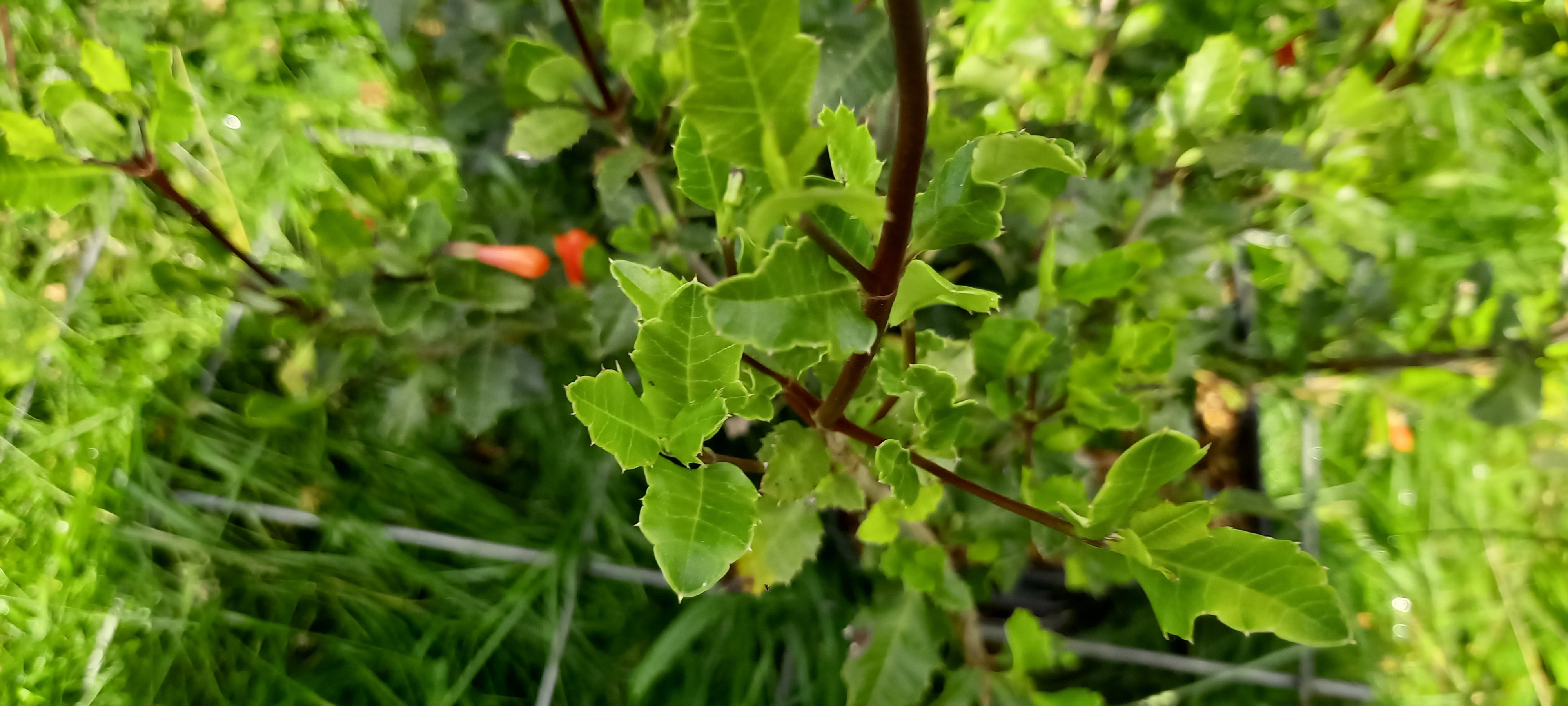 Desfontainea spinosa