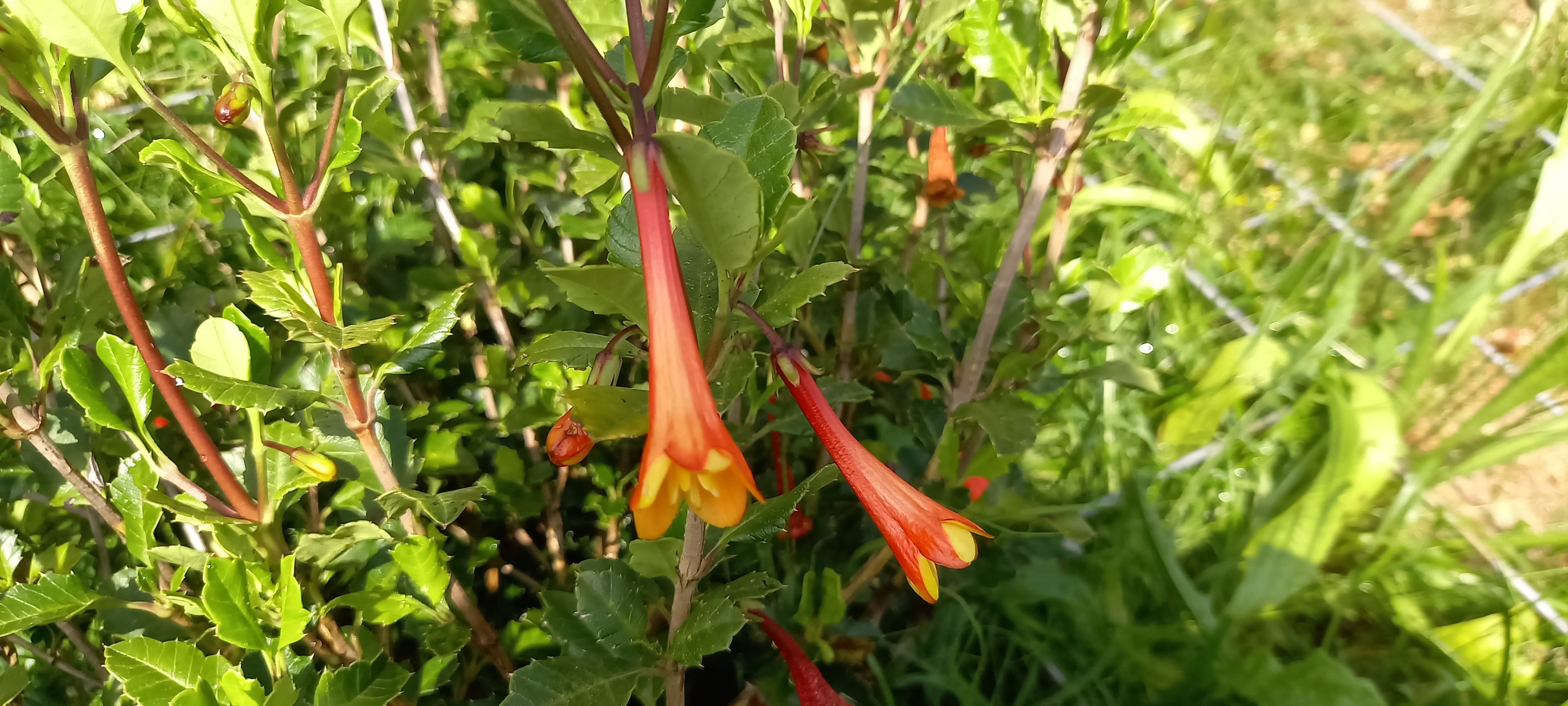 Desfontainea spinosa