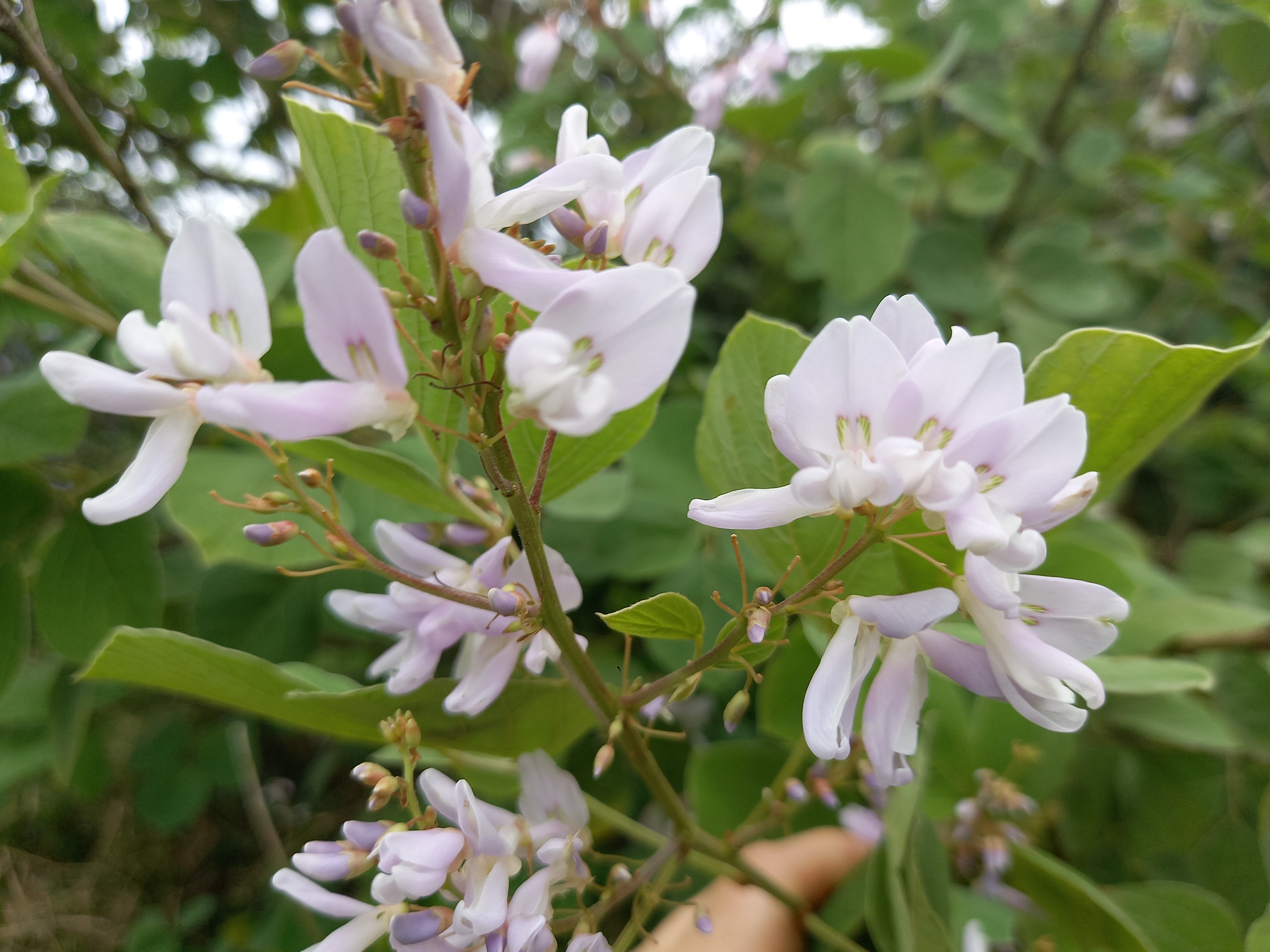 Desmodium elegans