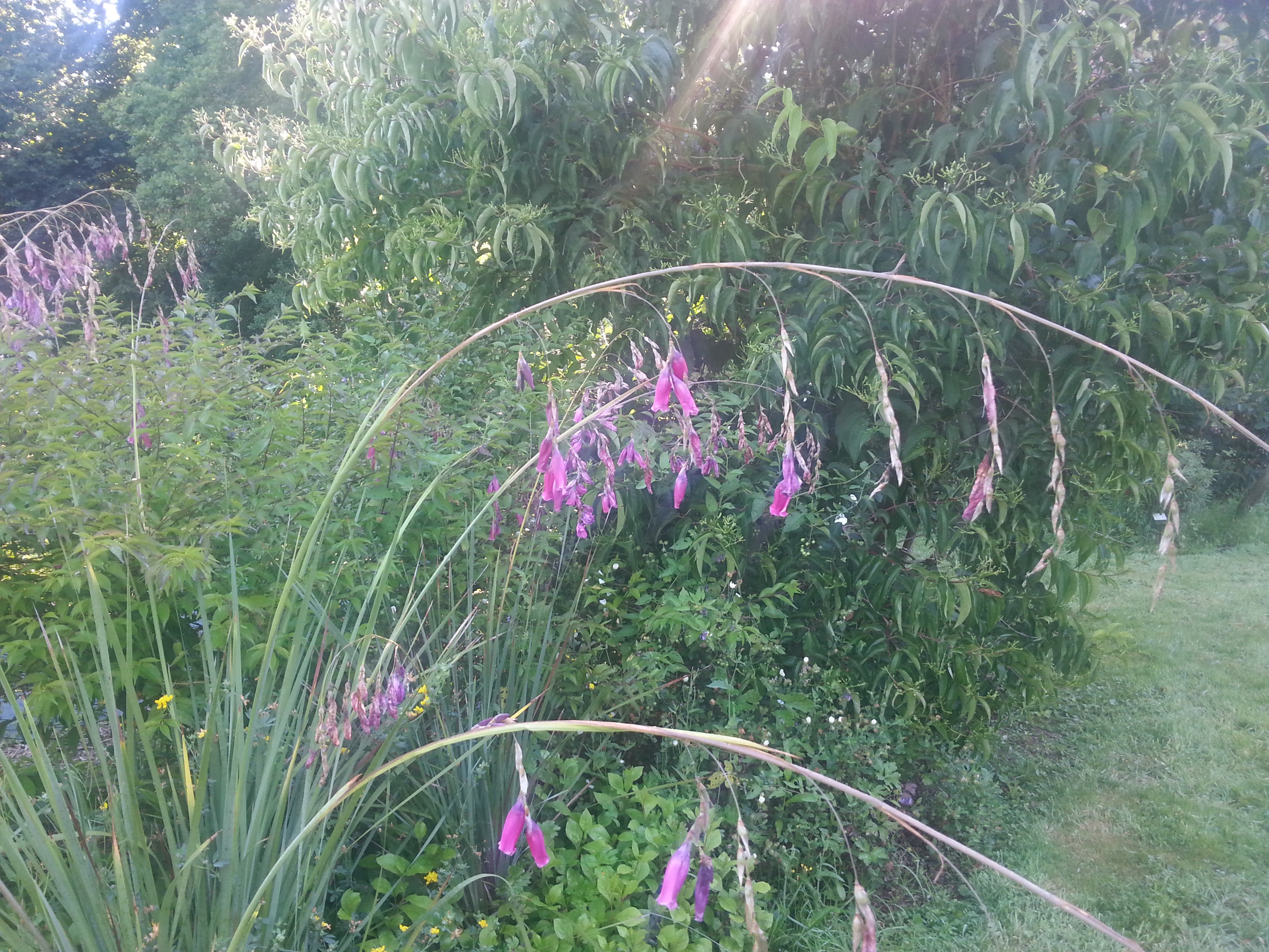 Dierama pulcherianum