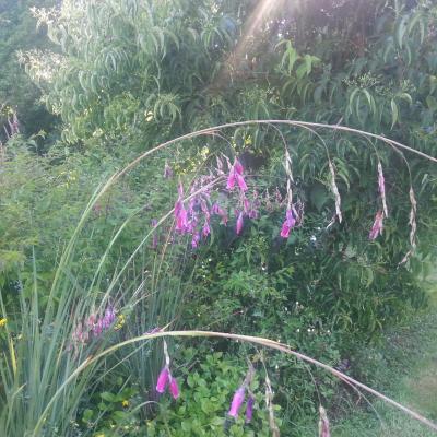 Dierama pulcherianum