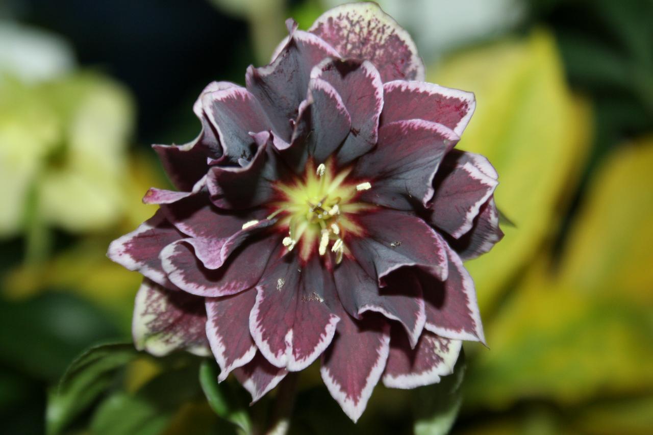 Helleborus orientalis 'Double Aubergine with White Edge' WS