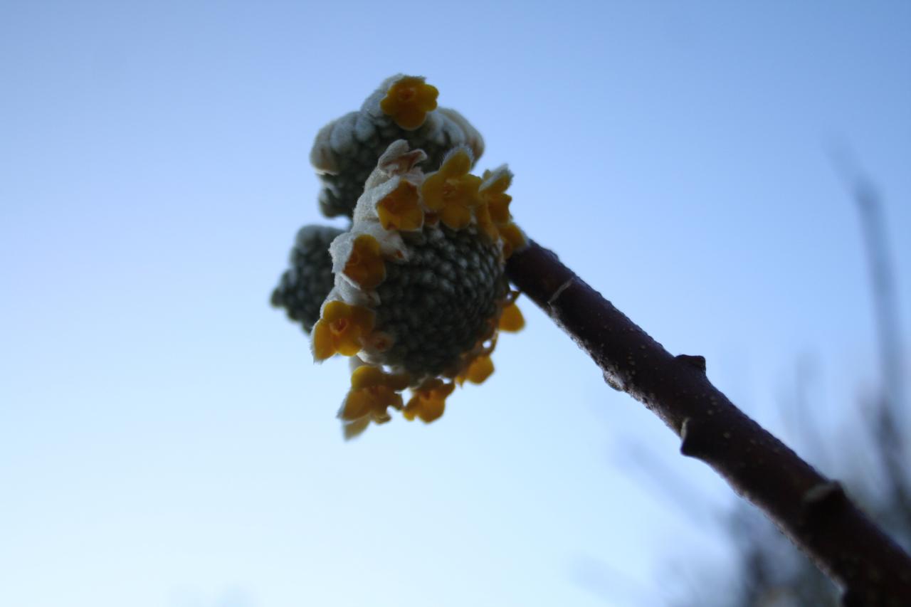 Edgeworthia chrysantha 'Grandiflora'