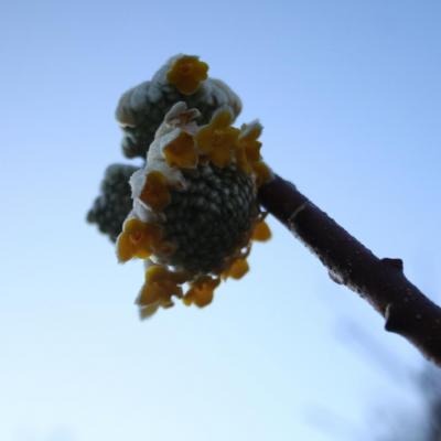 Edgeworthia chrysantha 'Grandiflora'