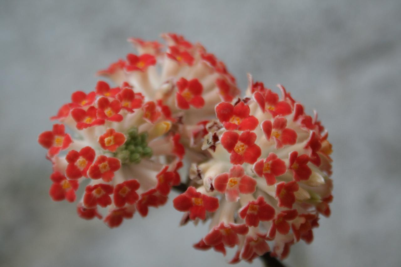 Edgeworthia chrysantha 'Red Dragon'