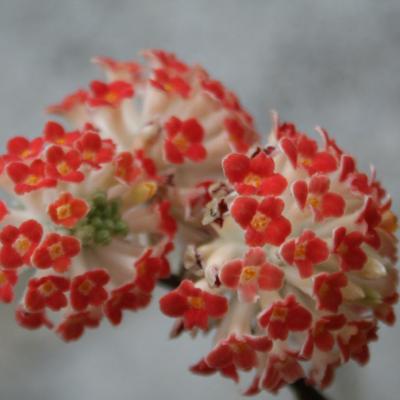 Edgeworthia chrysantha 'Red Dragon'