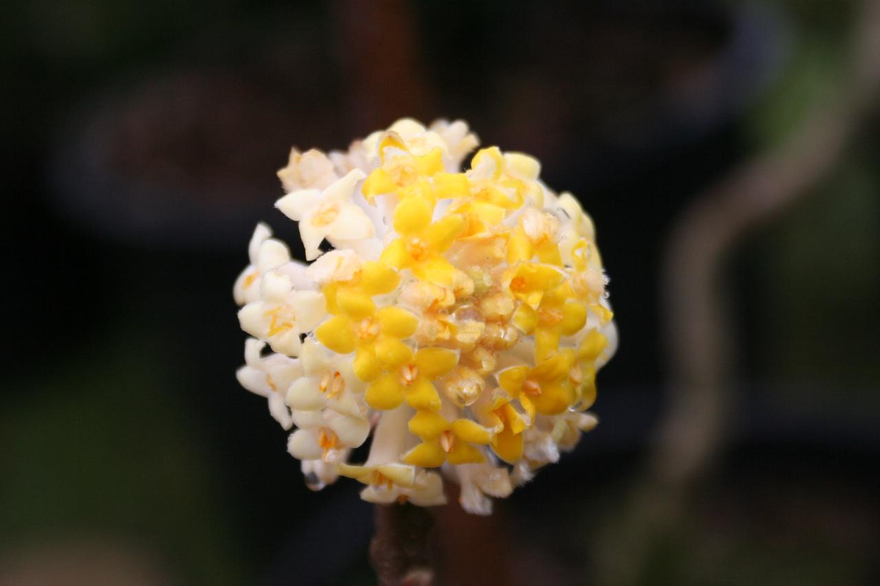 Edgeworthia chrysantha