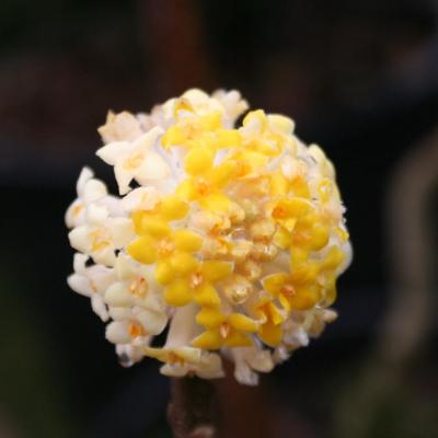 Edgeworthia chrysantha