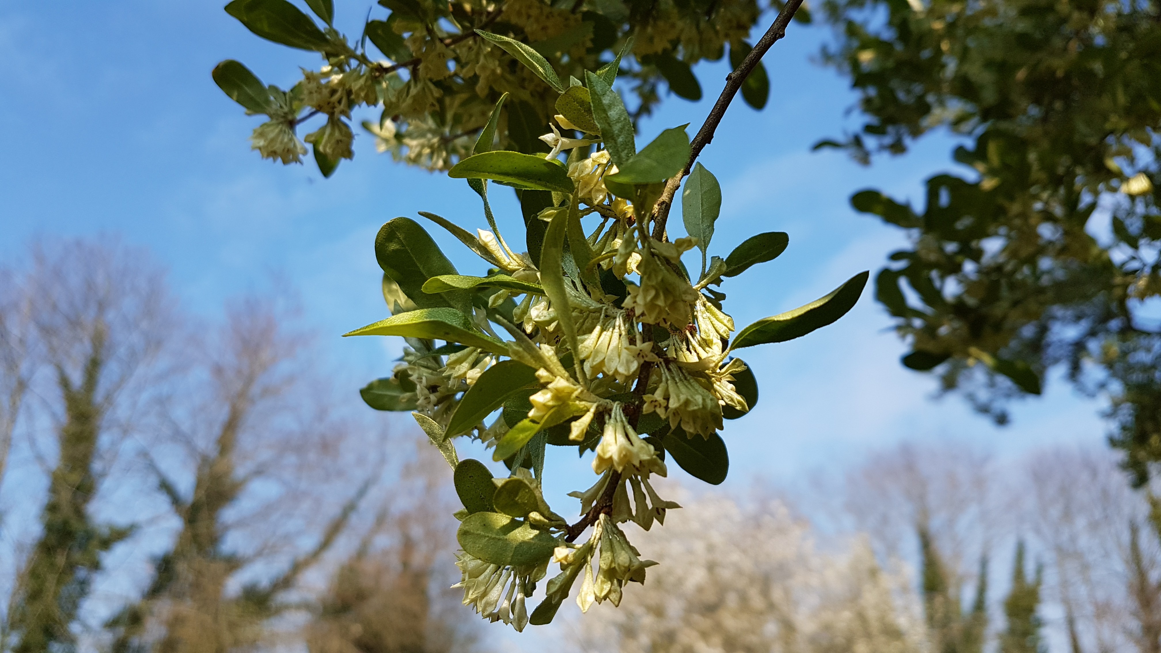 Elaeagnus umbellata