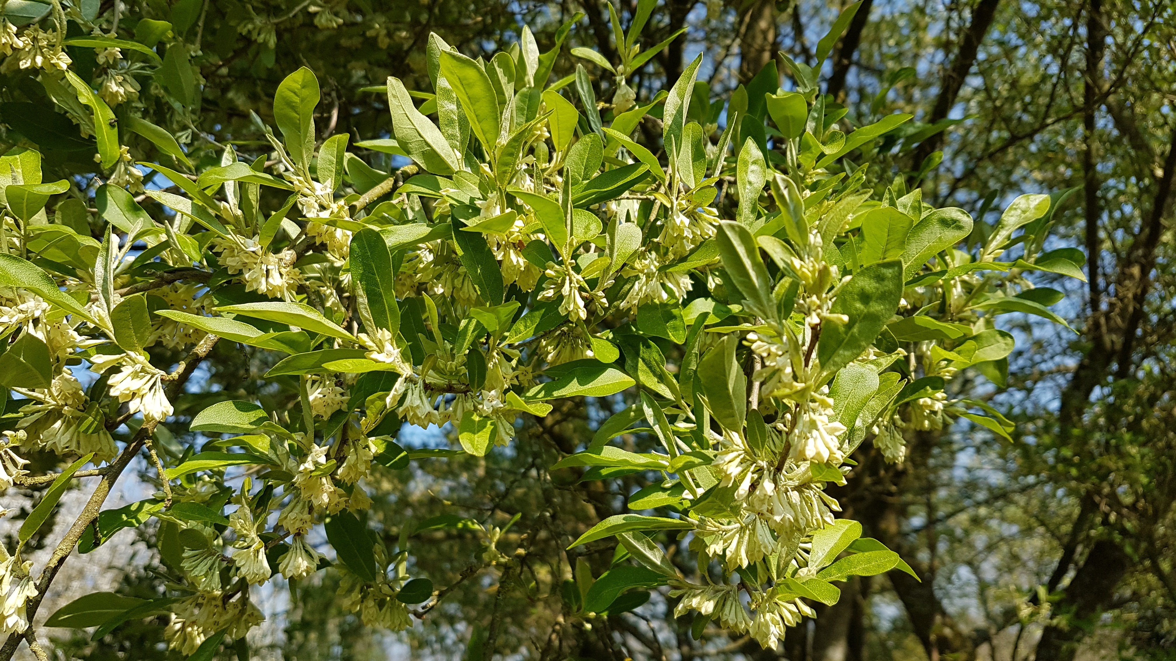 Elaeagnus umbellata