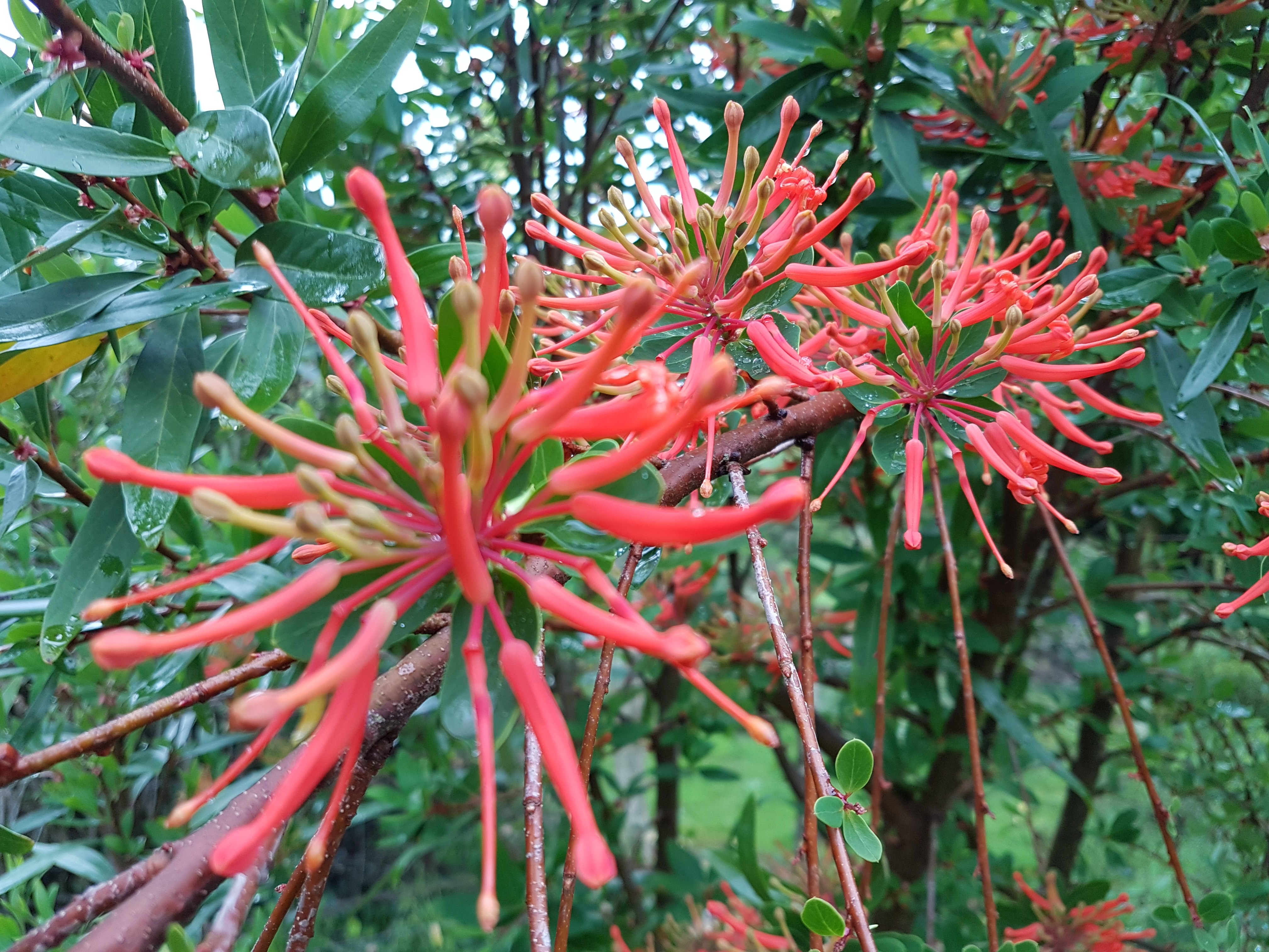 Embothrium coccineum ssp. lanceolatum