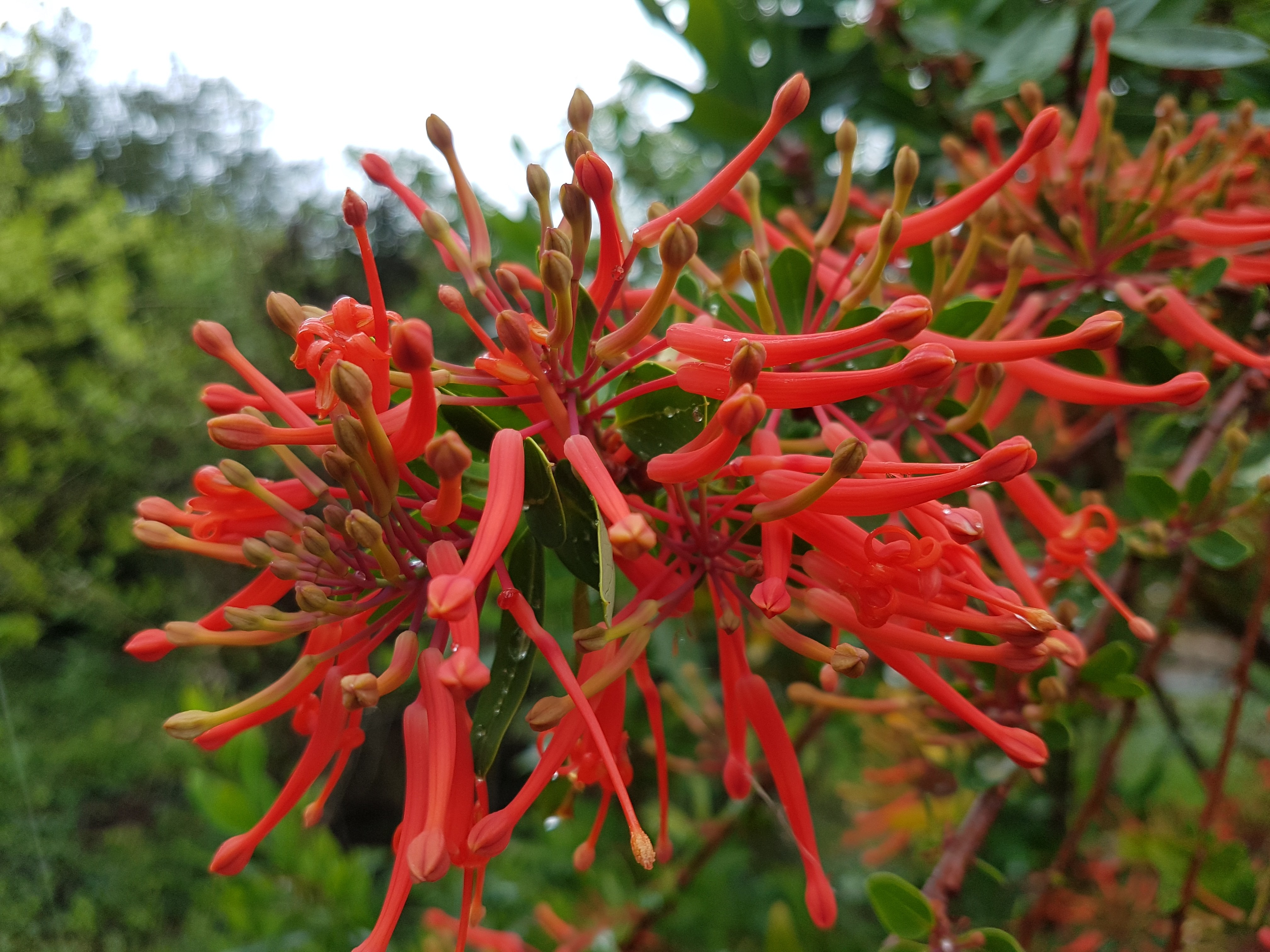 Embothrium coccineum ssp. lanceolatum