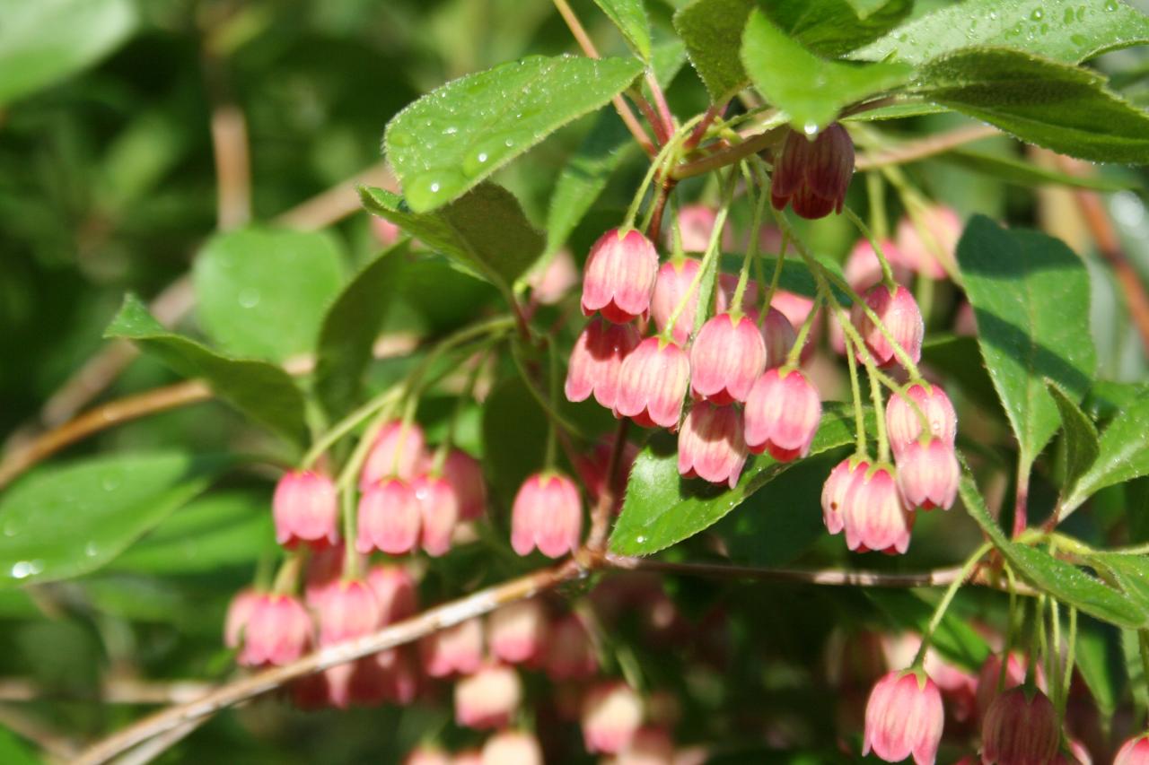 Enkianthus campanulatus