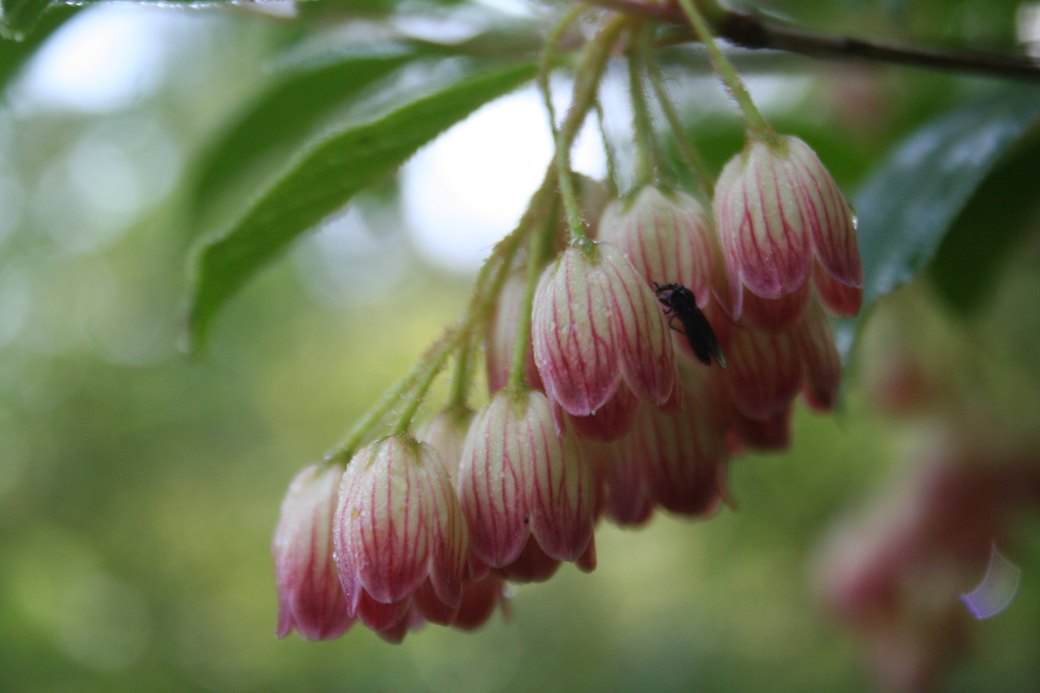 Enkianthus campanulatus 'Red Bell's'