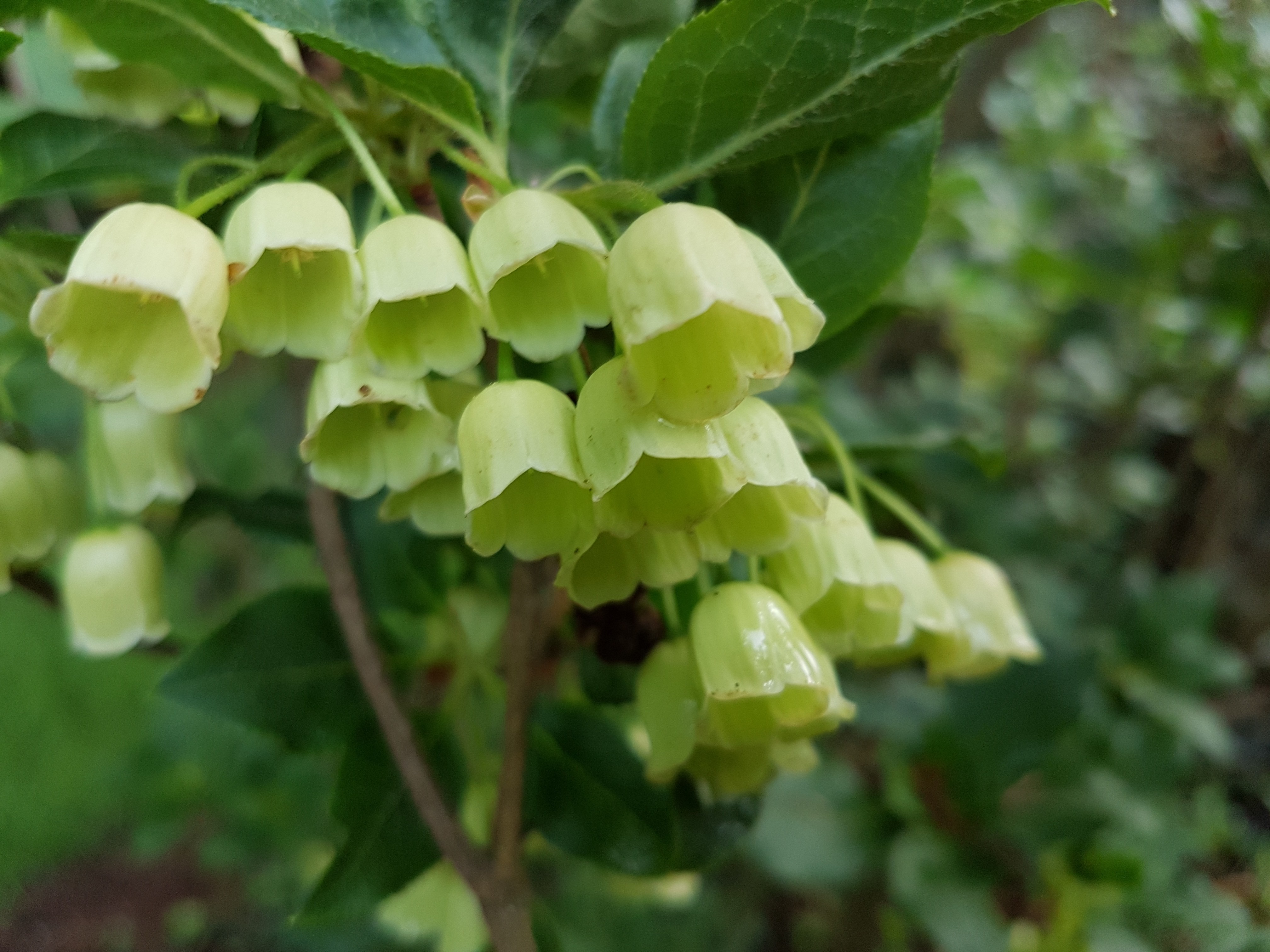 Enkianthus chinensis