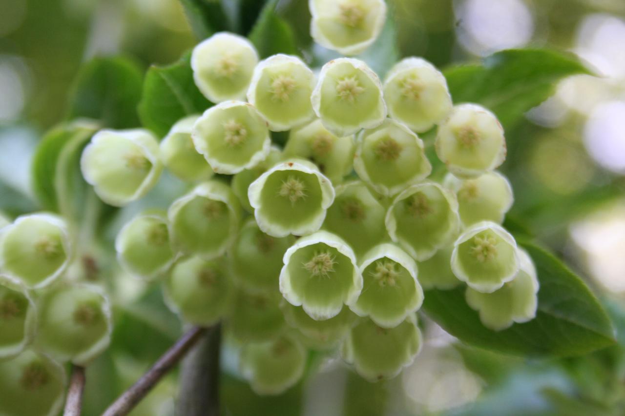 Enkianthus chinensis