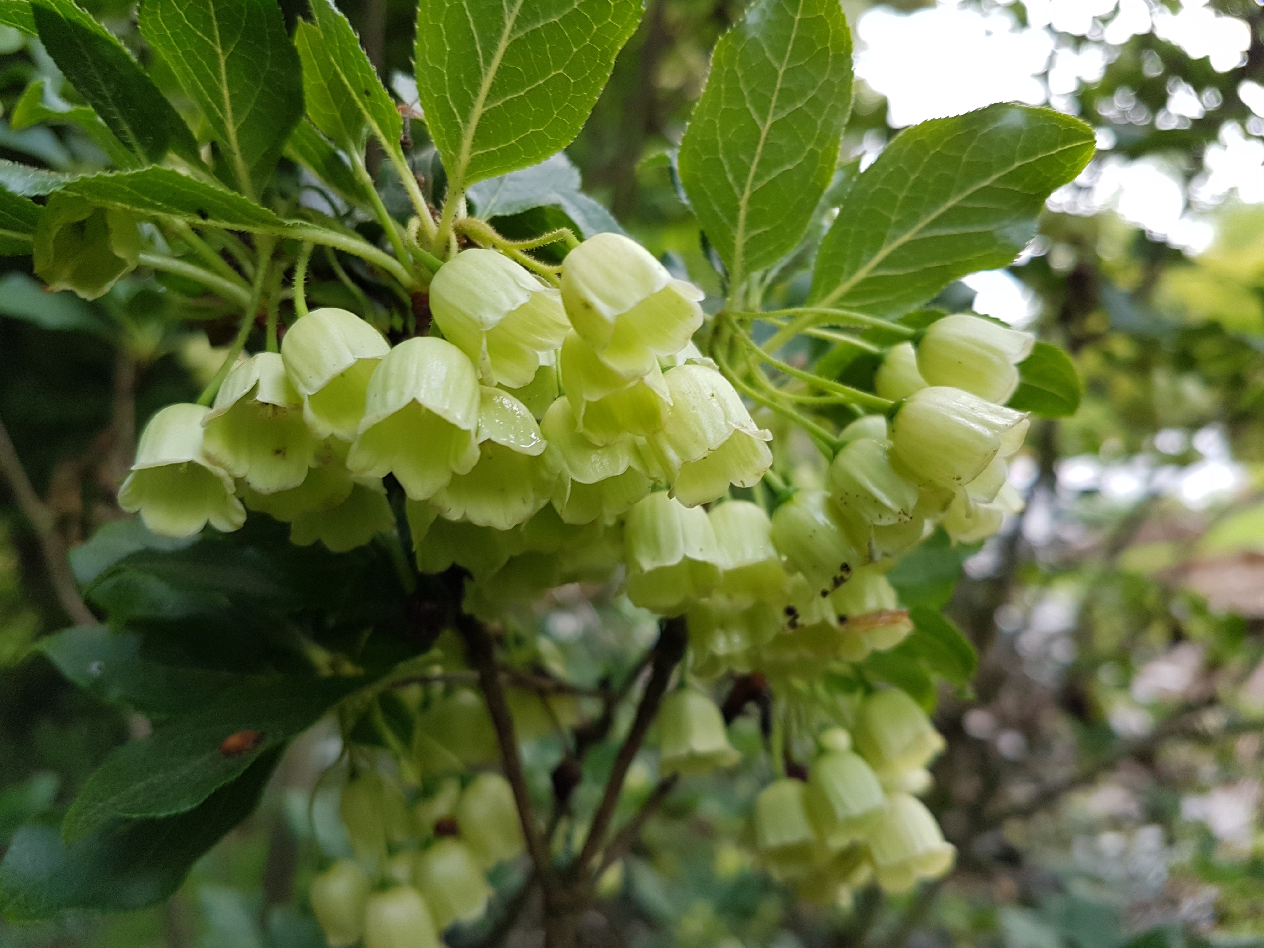 Enkianthus chinensis