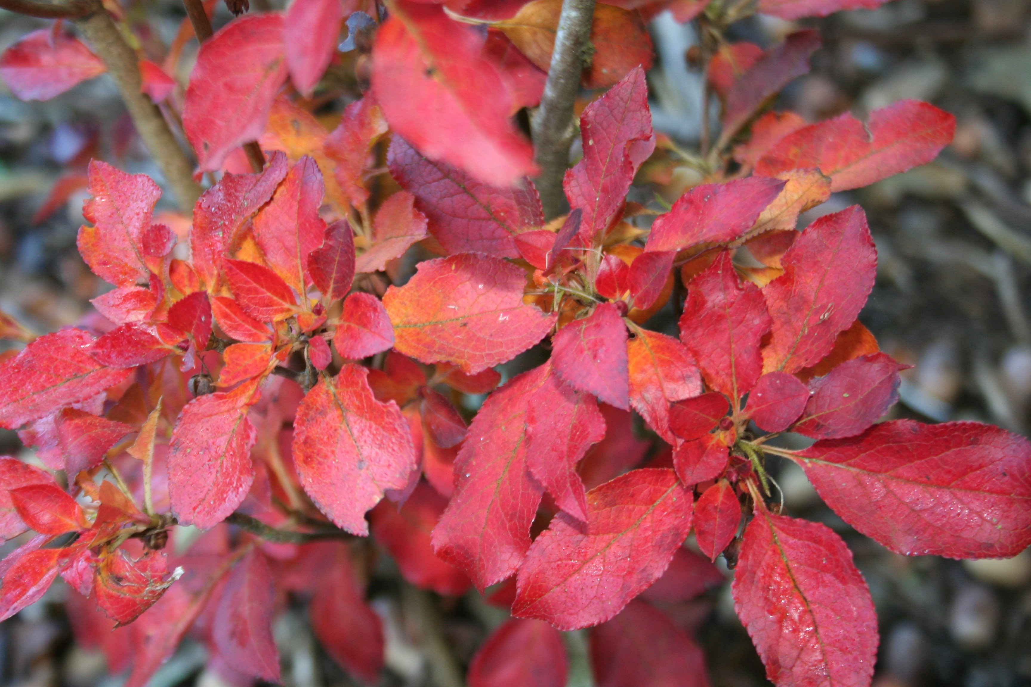 Enkianthus chinensis