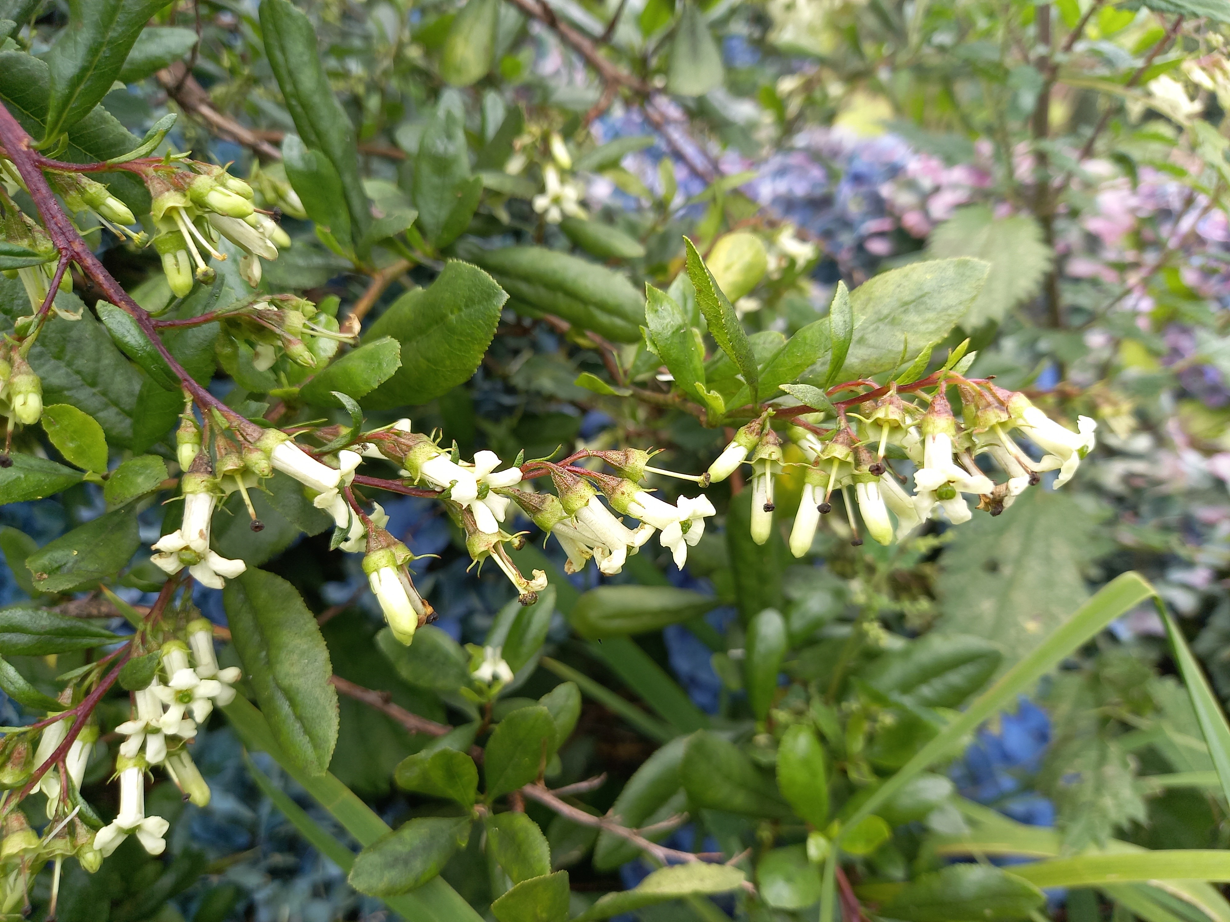 Escallonia illinita