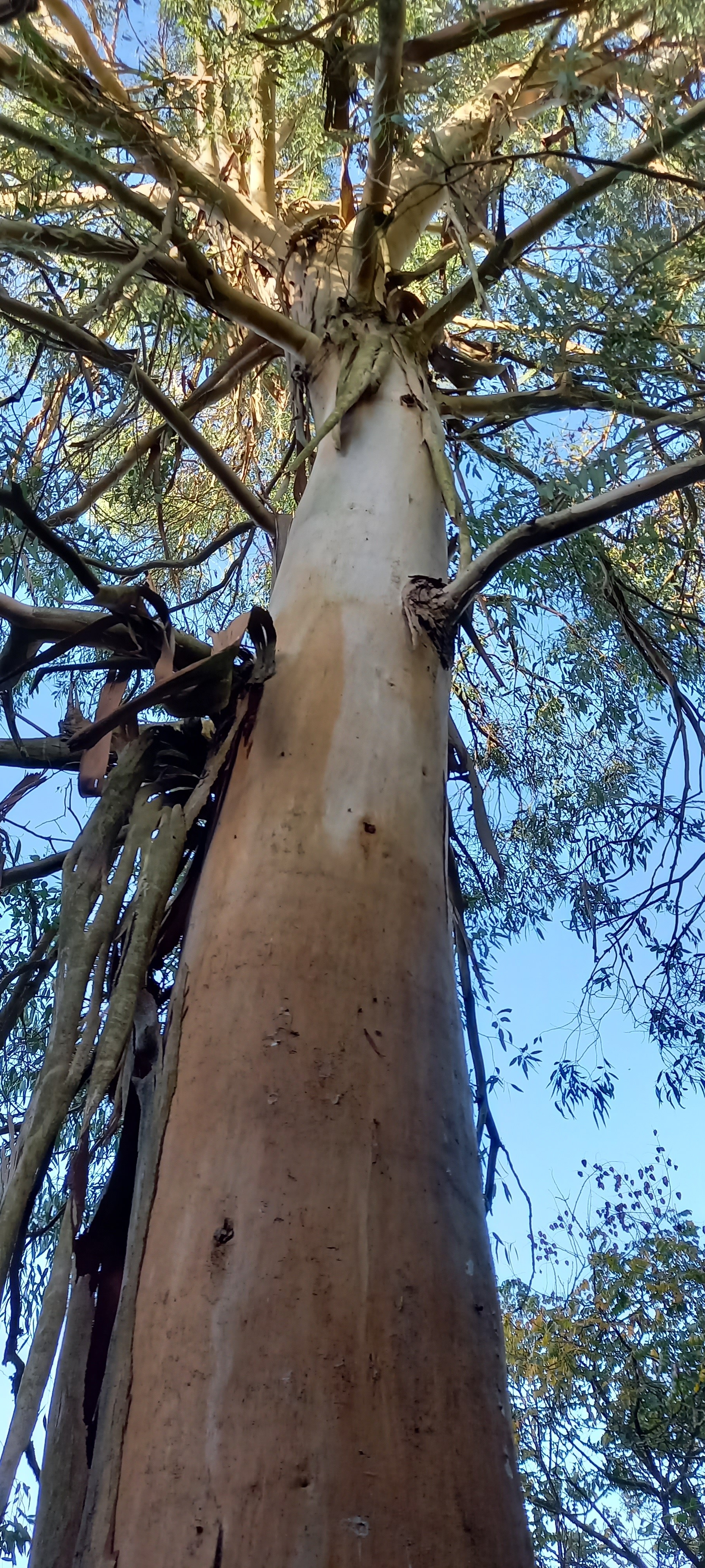 Eucalyptus pauciflora ssp. niphophila