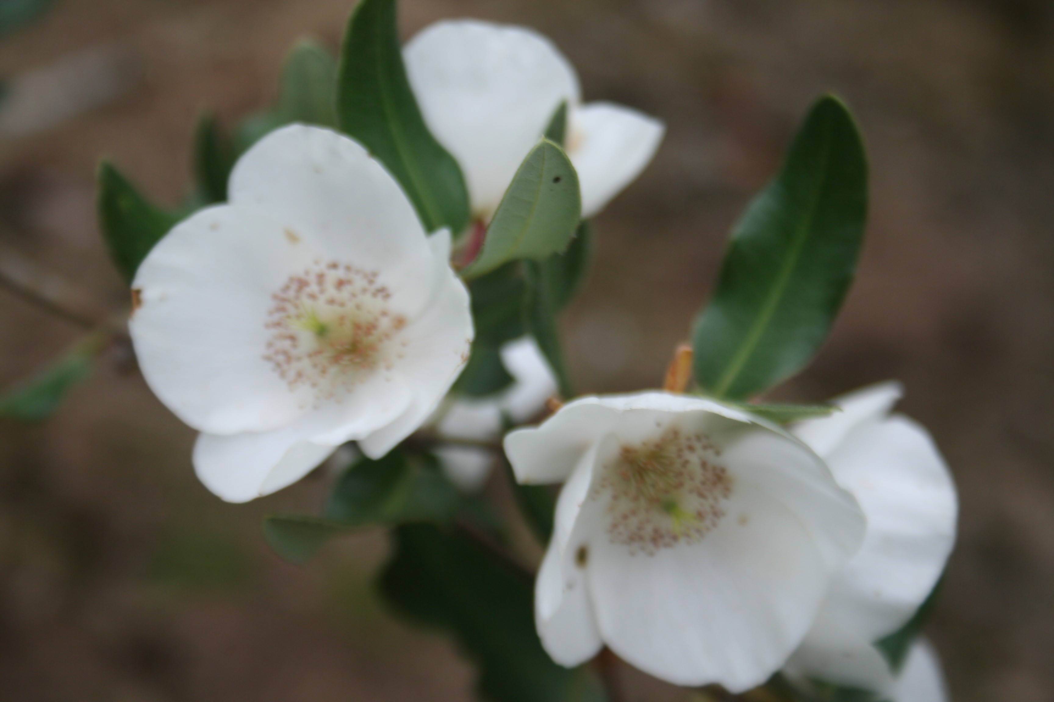 Eucryphia xintermedia 'Rostrevor'