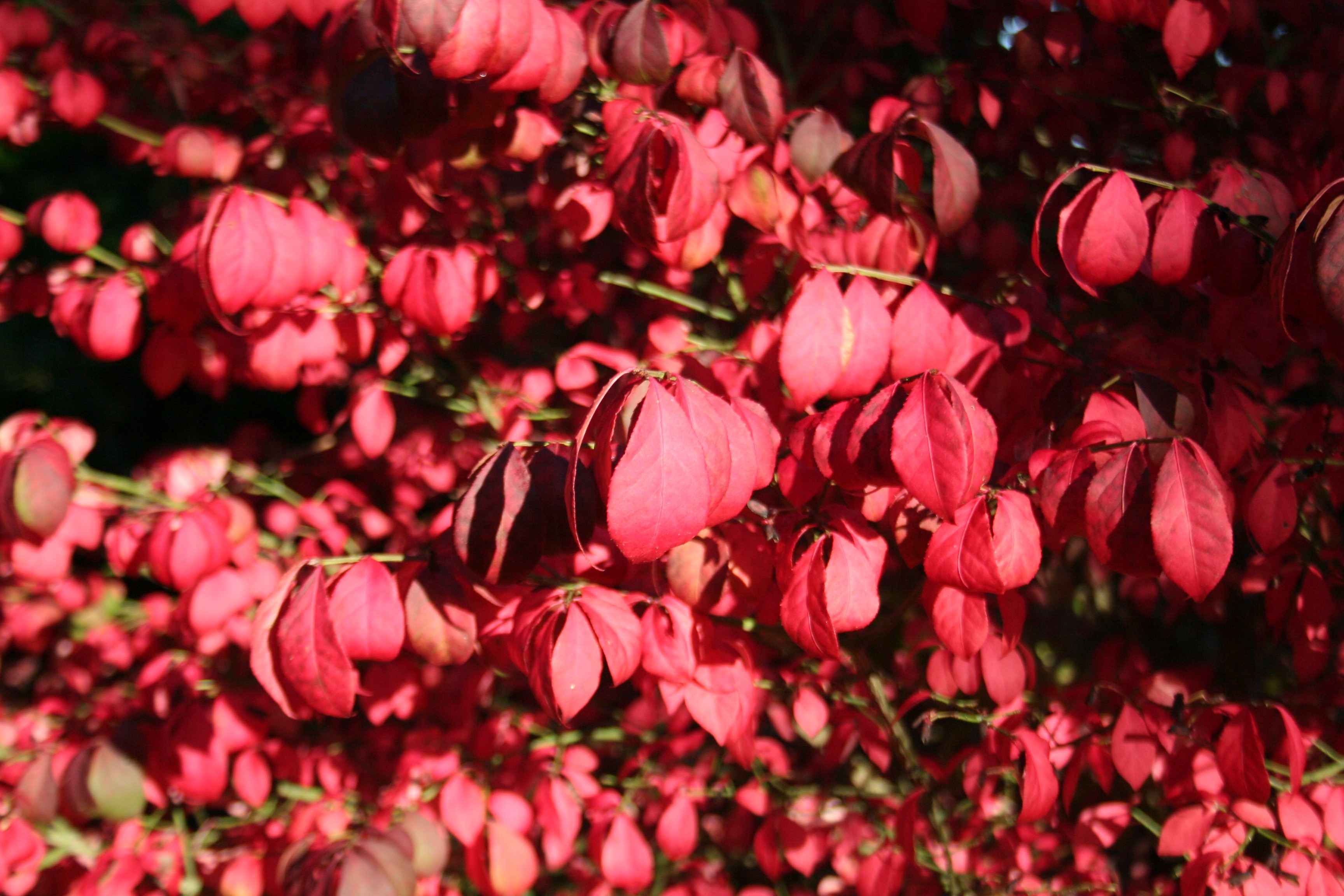 Euonymus europaeus