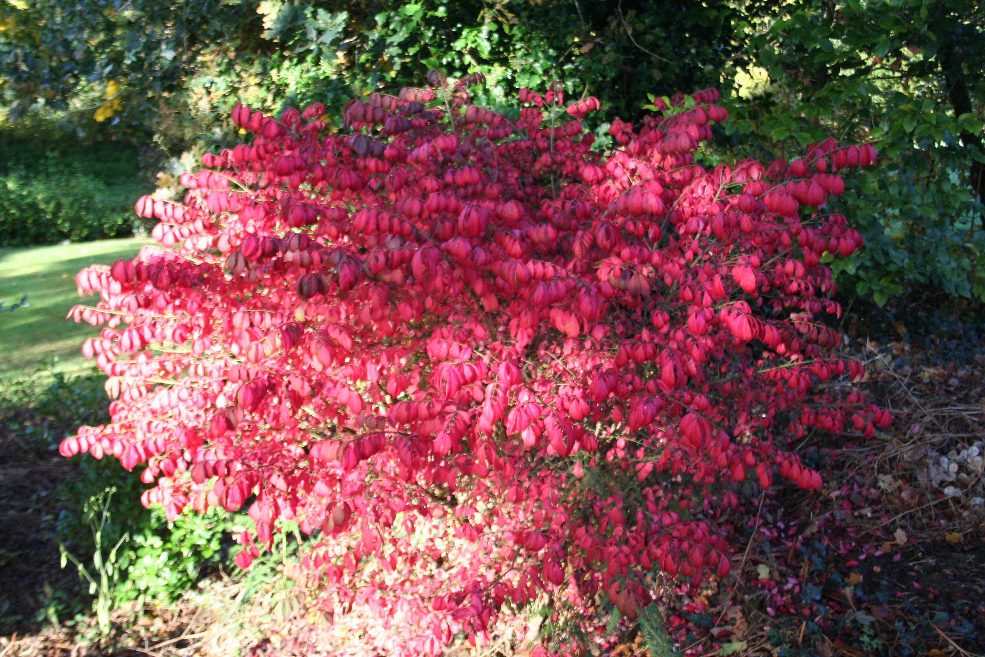 Euonymus europaeus