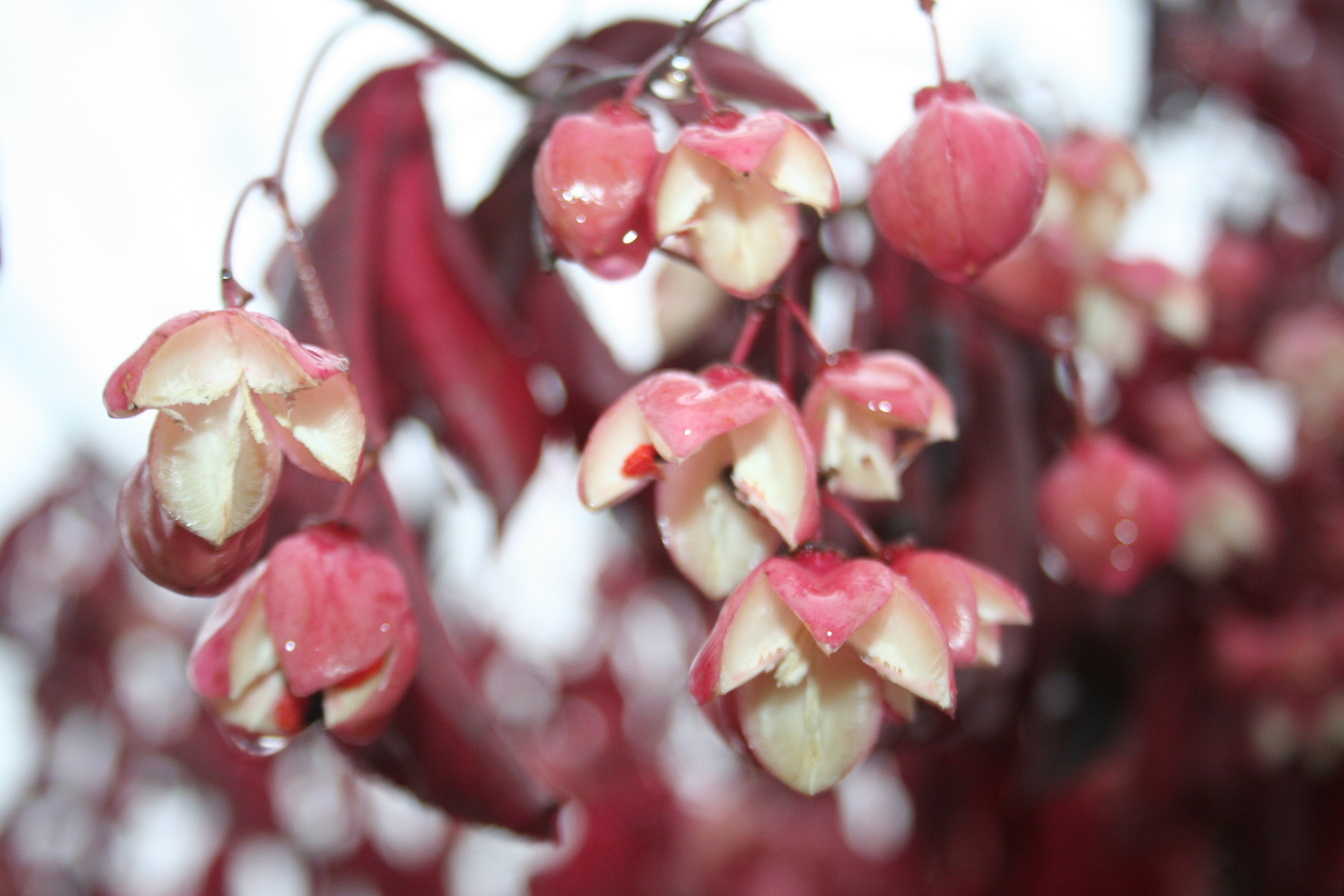 Euonymus japonicus 'Cheatumii'