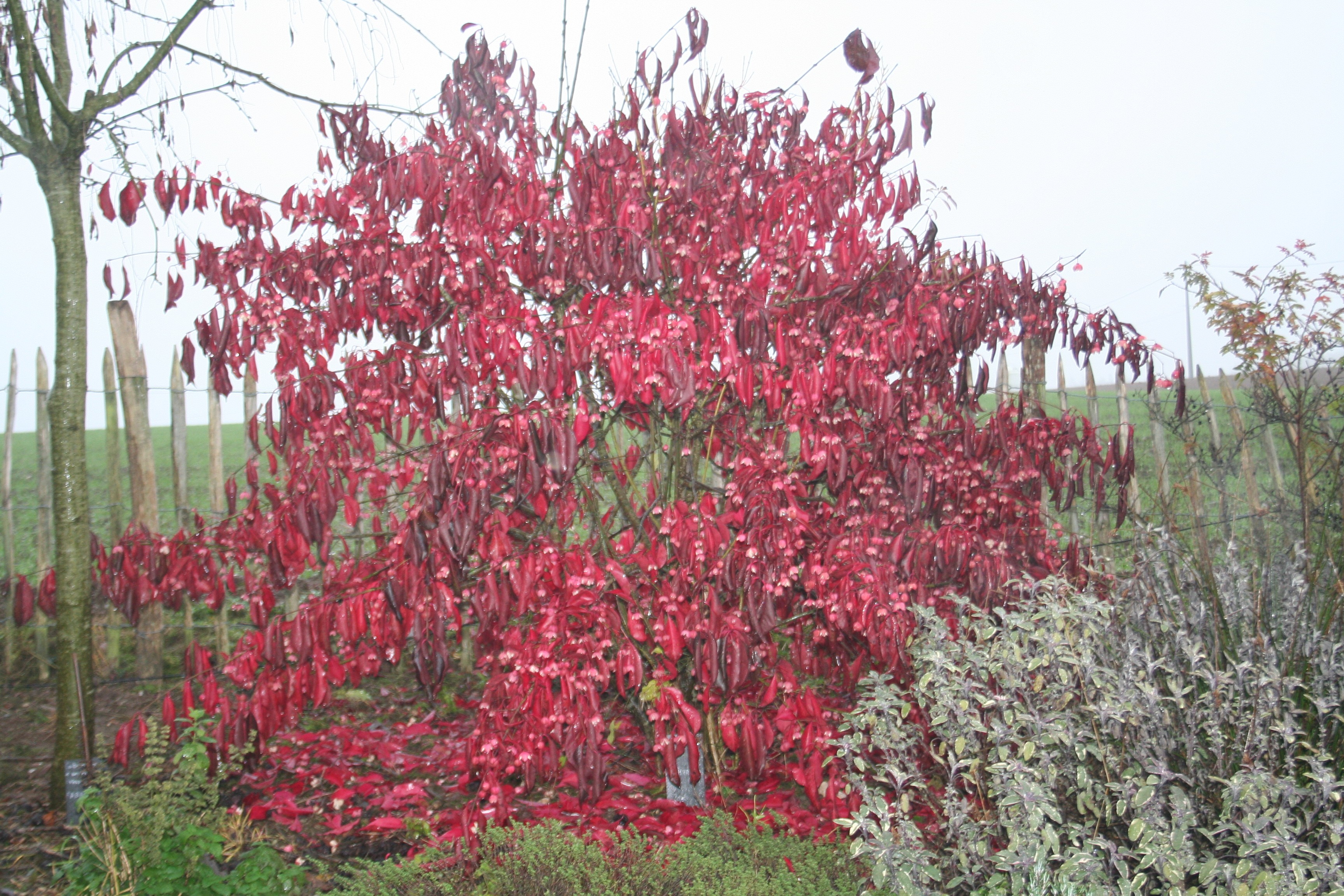 Euonymus japonicus 'Cheatumii'