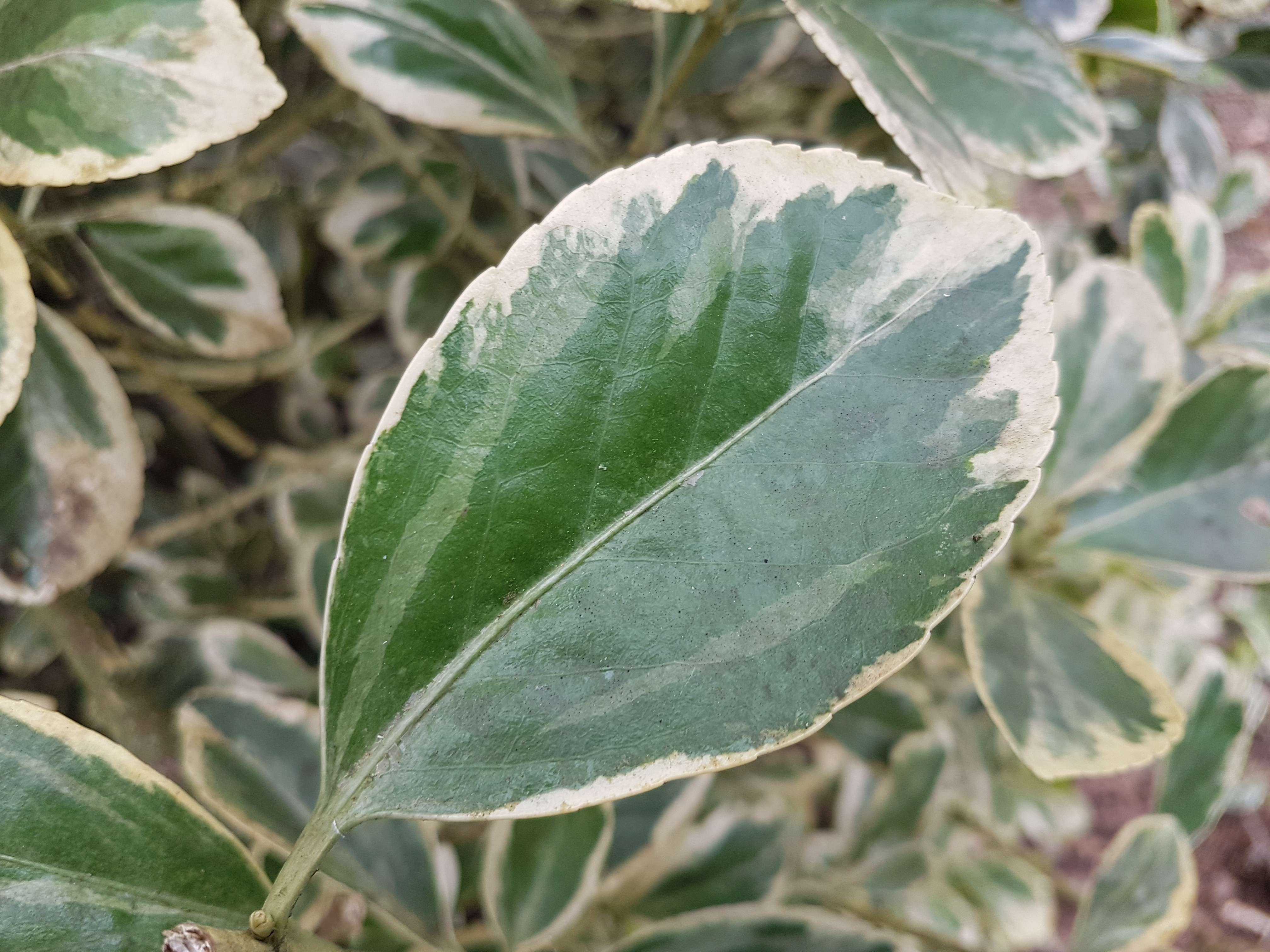 Euonymus japonicus 'Président Gauthier'