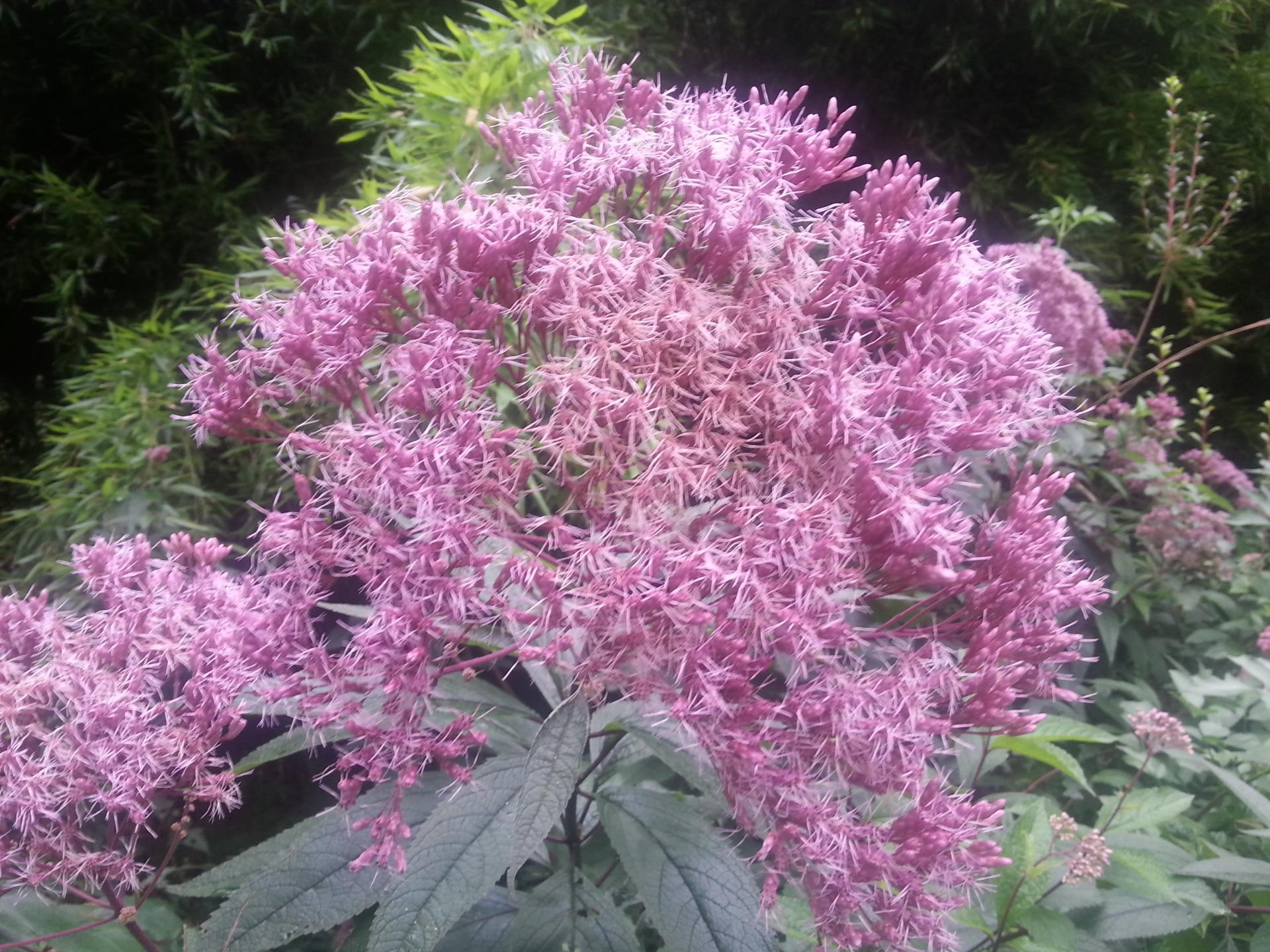 Eupatorium maculatum 'Atropurpureum'